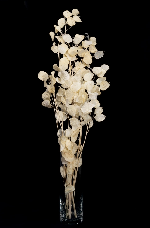 Lunaria, gebleicht - Strauß - Trockenblumen