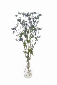 Dried Eryngium - bunch - dried flowers