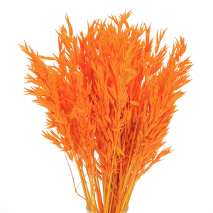 Pomarańczowe kwiaty suszone     