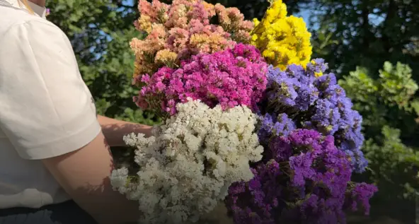 Dried limonium