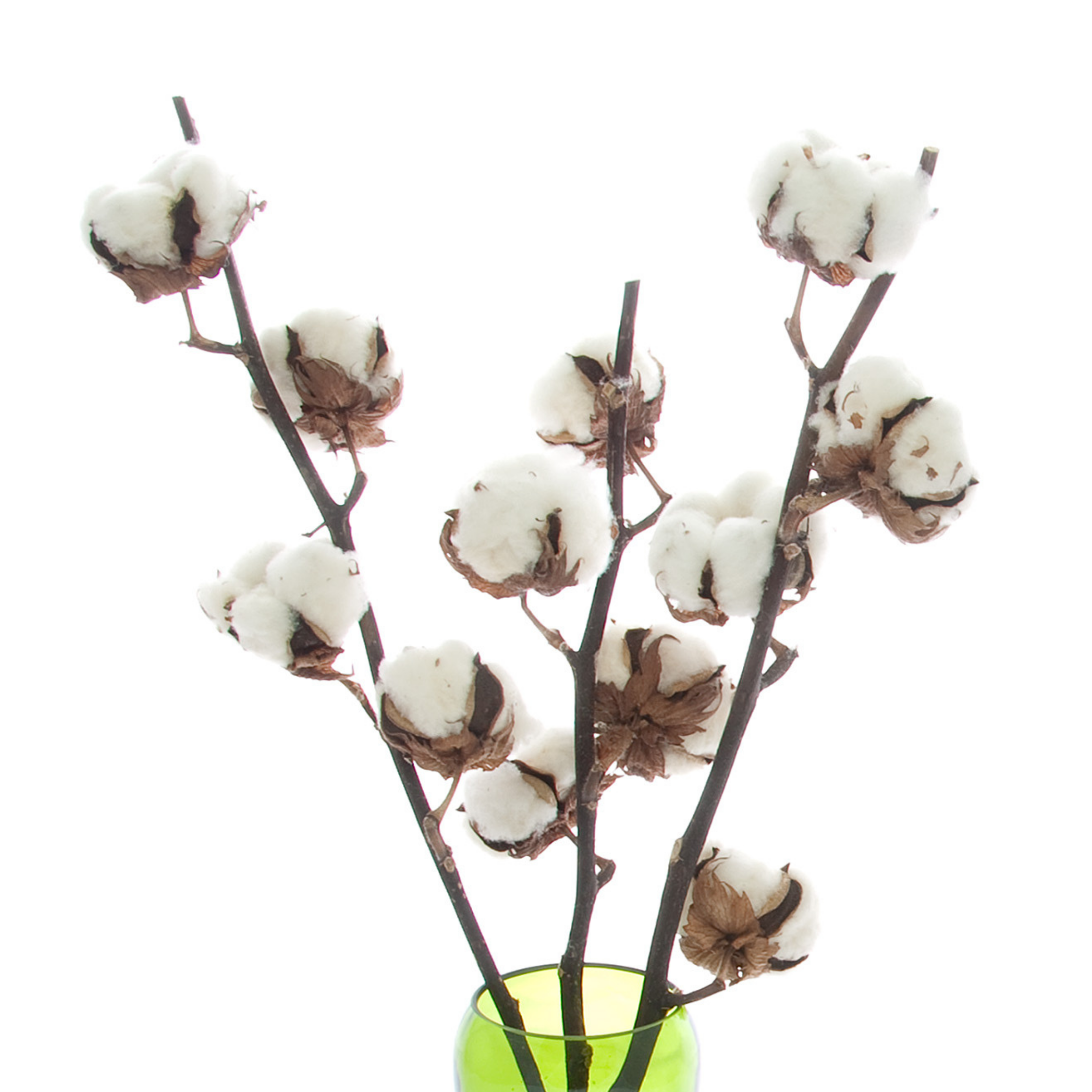 Baumwolle - Zweig, 4 Blüten - Trockenblumen