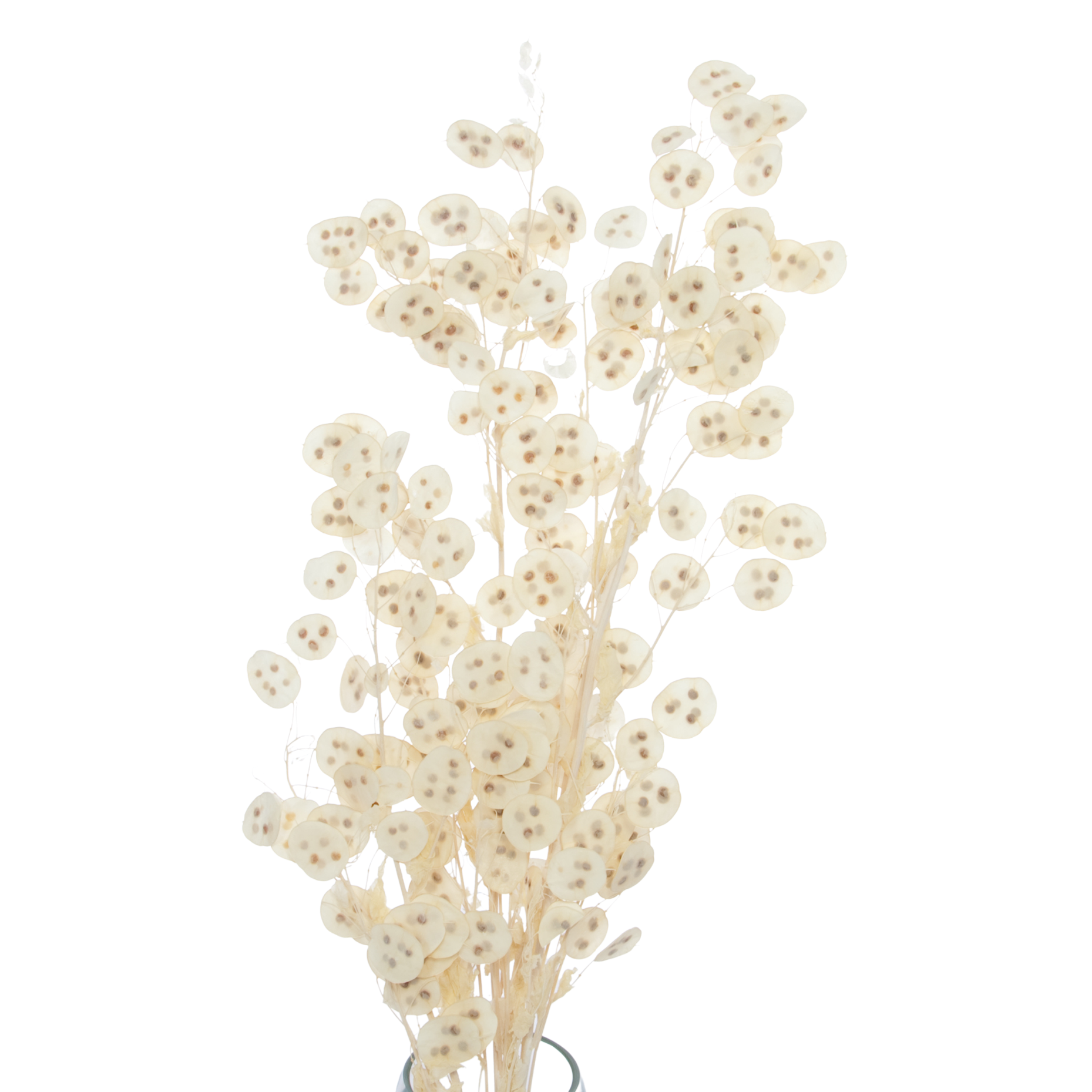 Lunaria, gebleicht - Strauß - Trockenblumen