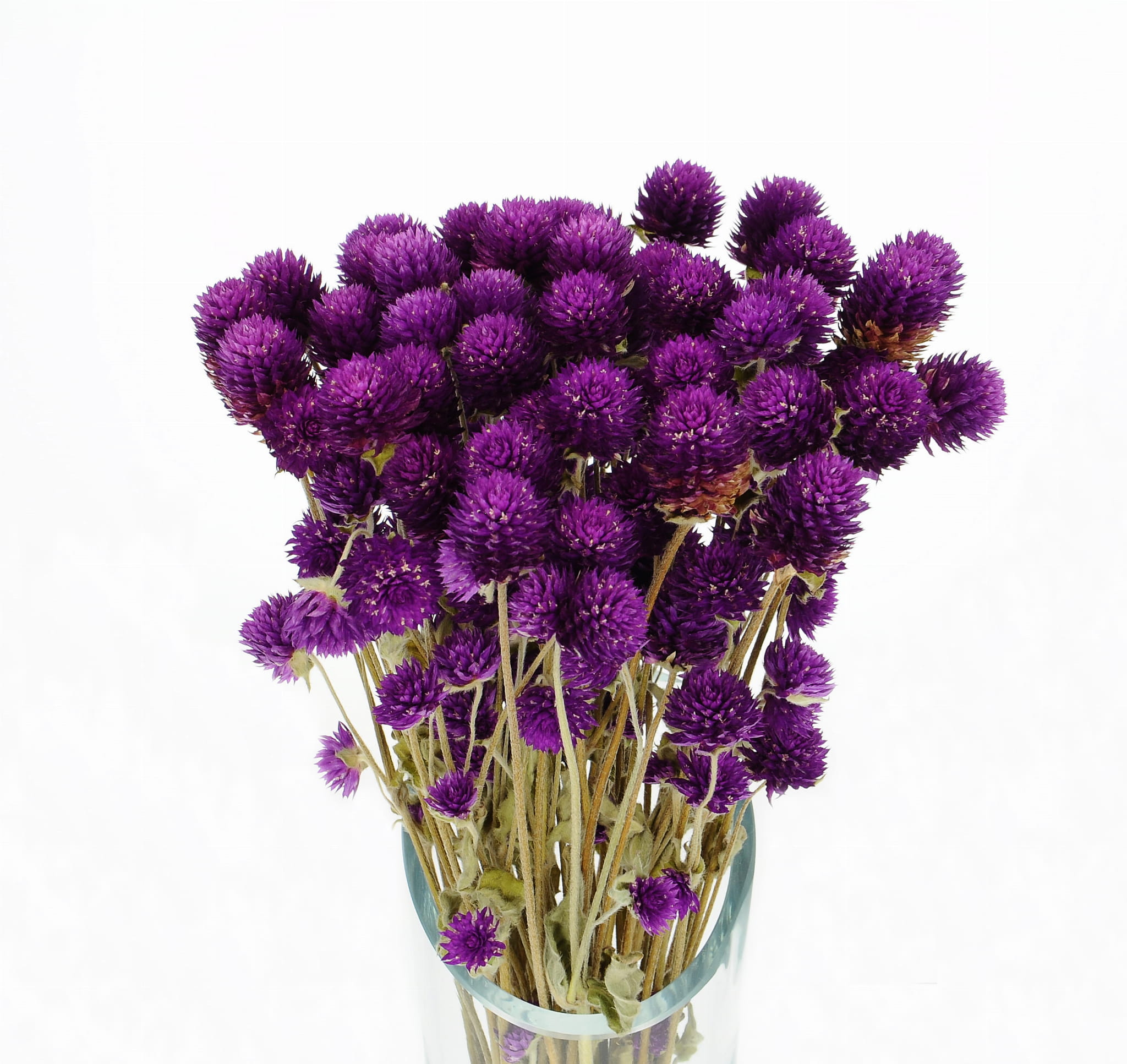 Gomphrena (Kugelamaranth) premium, violett - Strauß ~30 Stk. - Trockenblumen