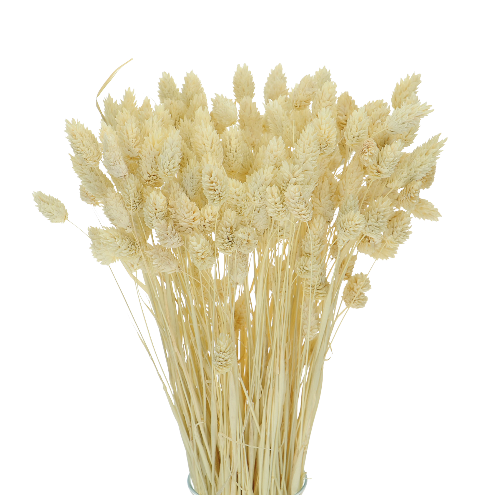 Phalaris gebleicht - Kanariengras ~80 Stück