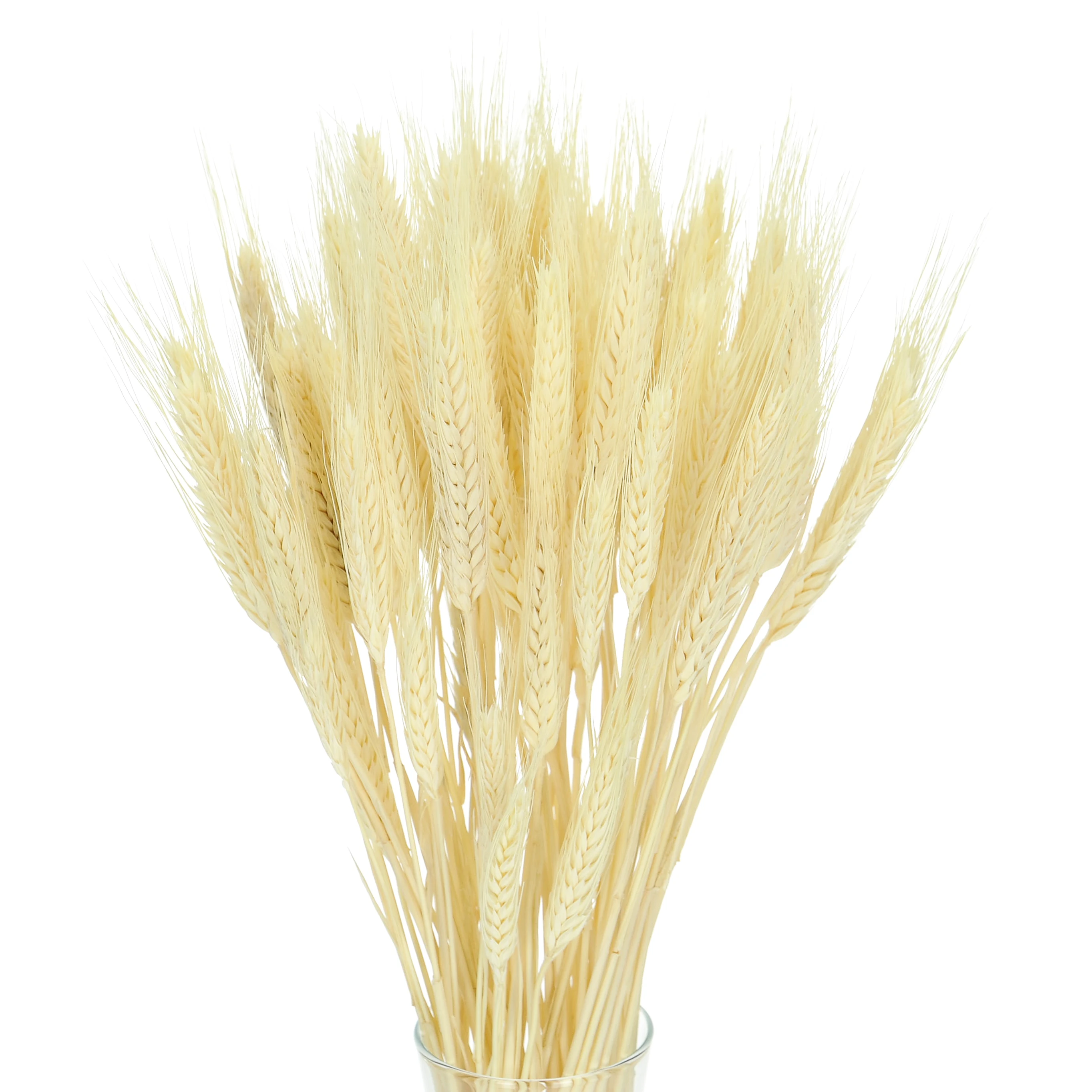 Triticale, gebleicht -  Strauß, ~60 Stk. - Trockengetreide