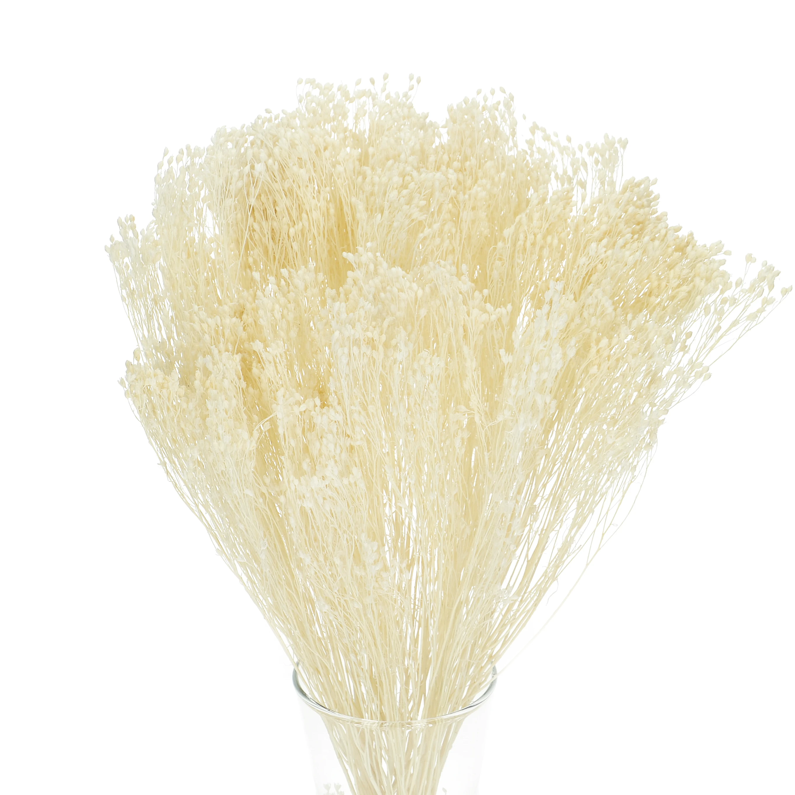 Broom Bloom (Besenginster), weiß - Strauß - Trockenblumen