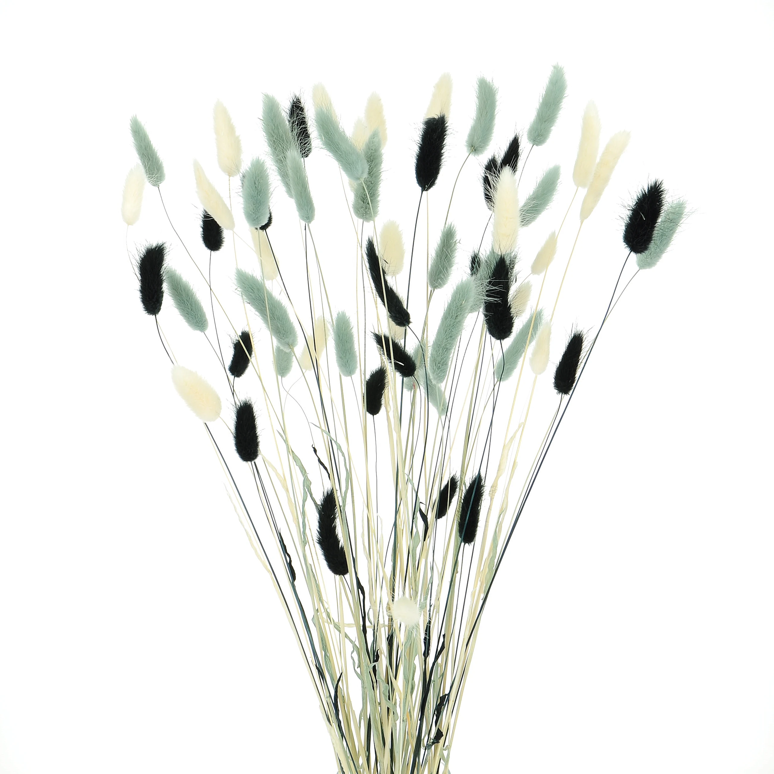 Getrockneter Lagurus - Satz schwarz, grau, weiß