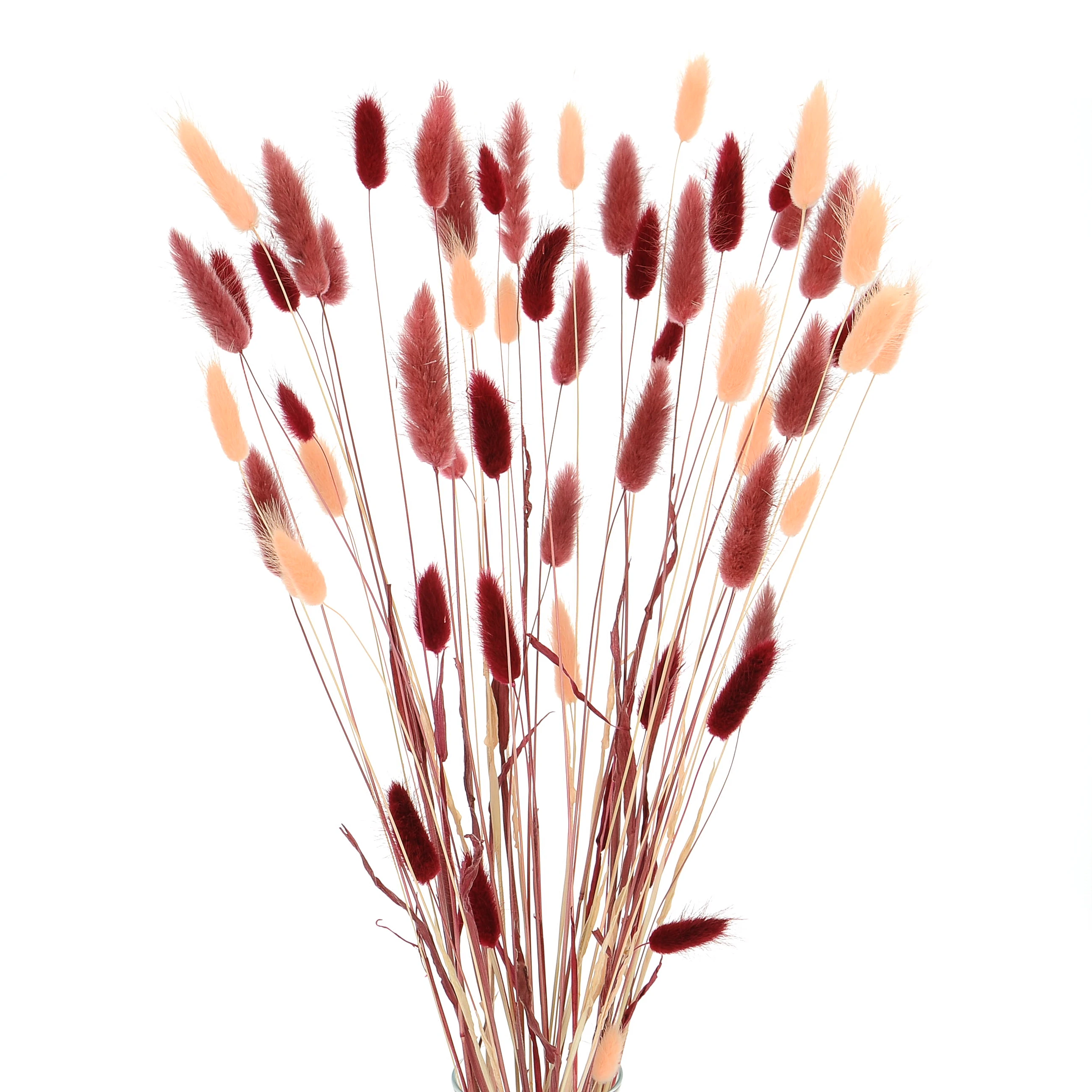 Getrockneter Lagurus - Satz lachs, dunkelrot, marsala