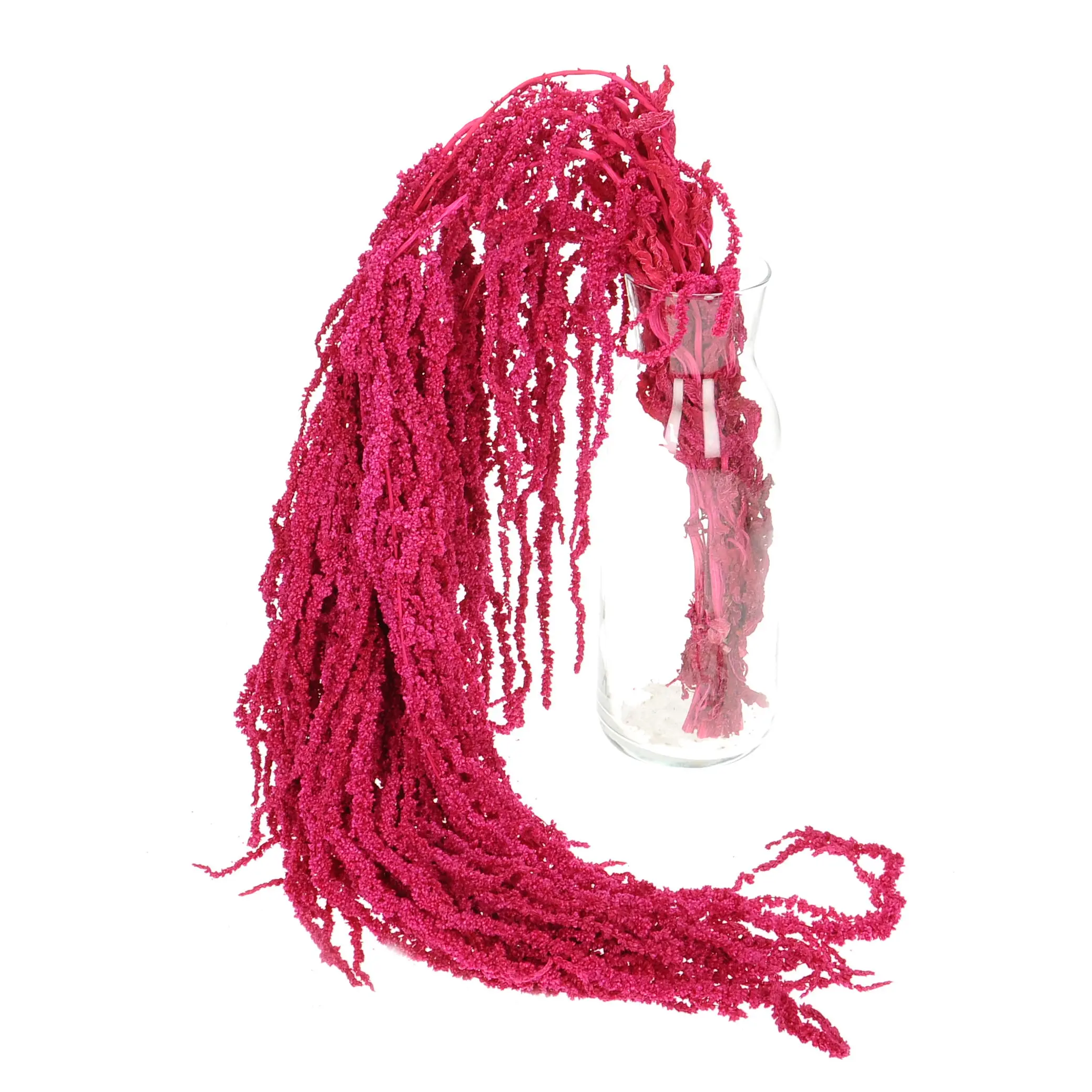 Amaranth (Garten-Fuchsschwanz), stabilisiert, fuchsia - Strauß - Trockenblumen