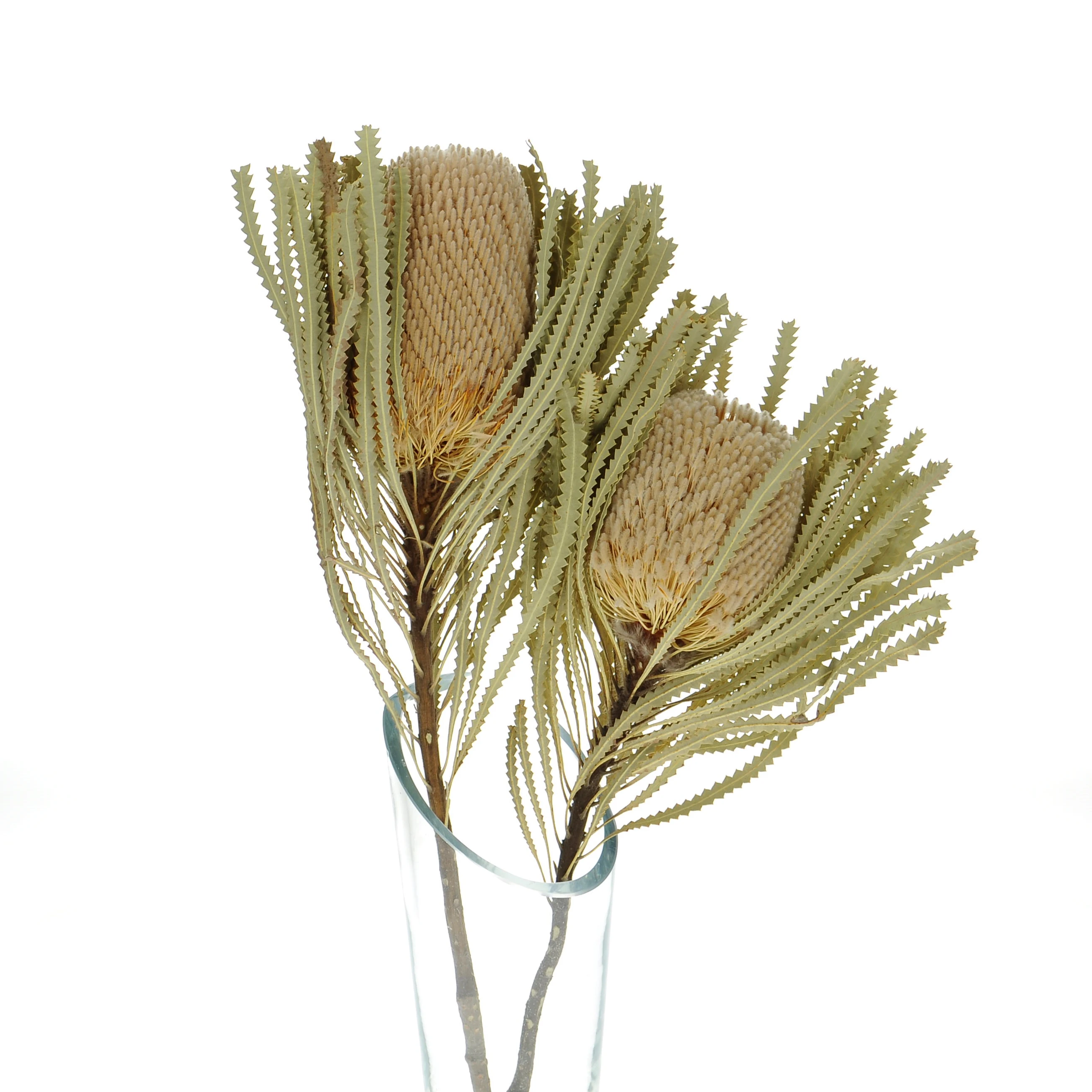 Getrocknete Banksia hookeriana - Zweig - Trockenblumen