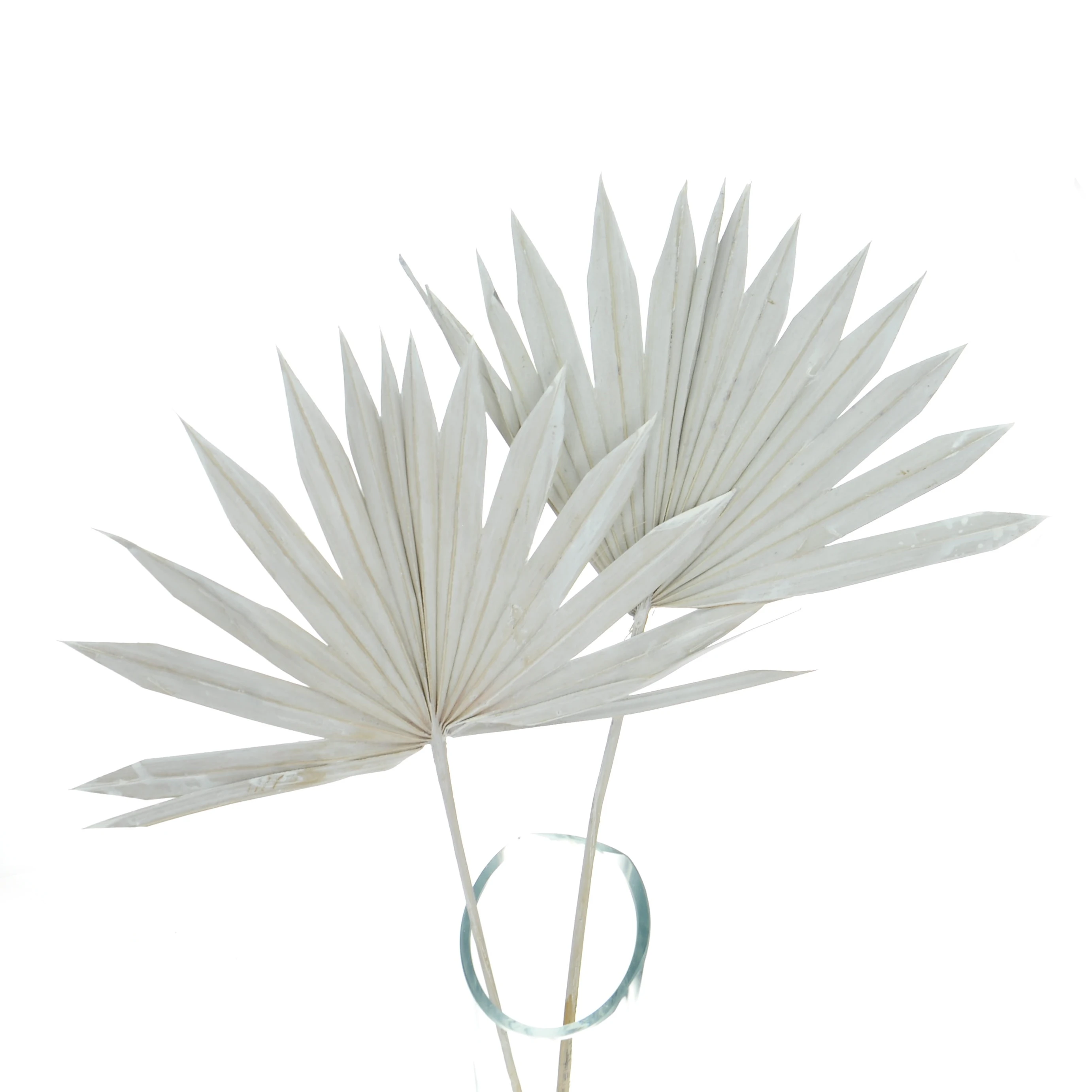 Getrocknete Palmblätter grau - Palm Sun