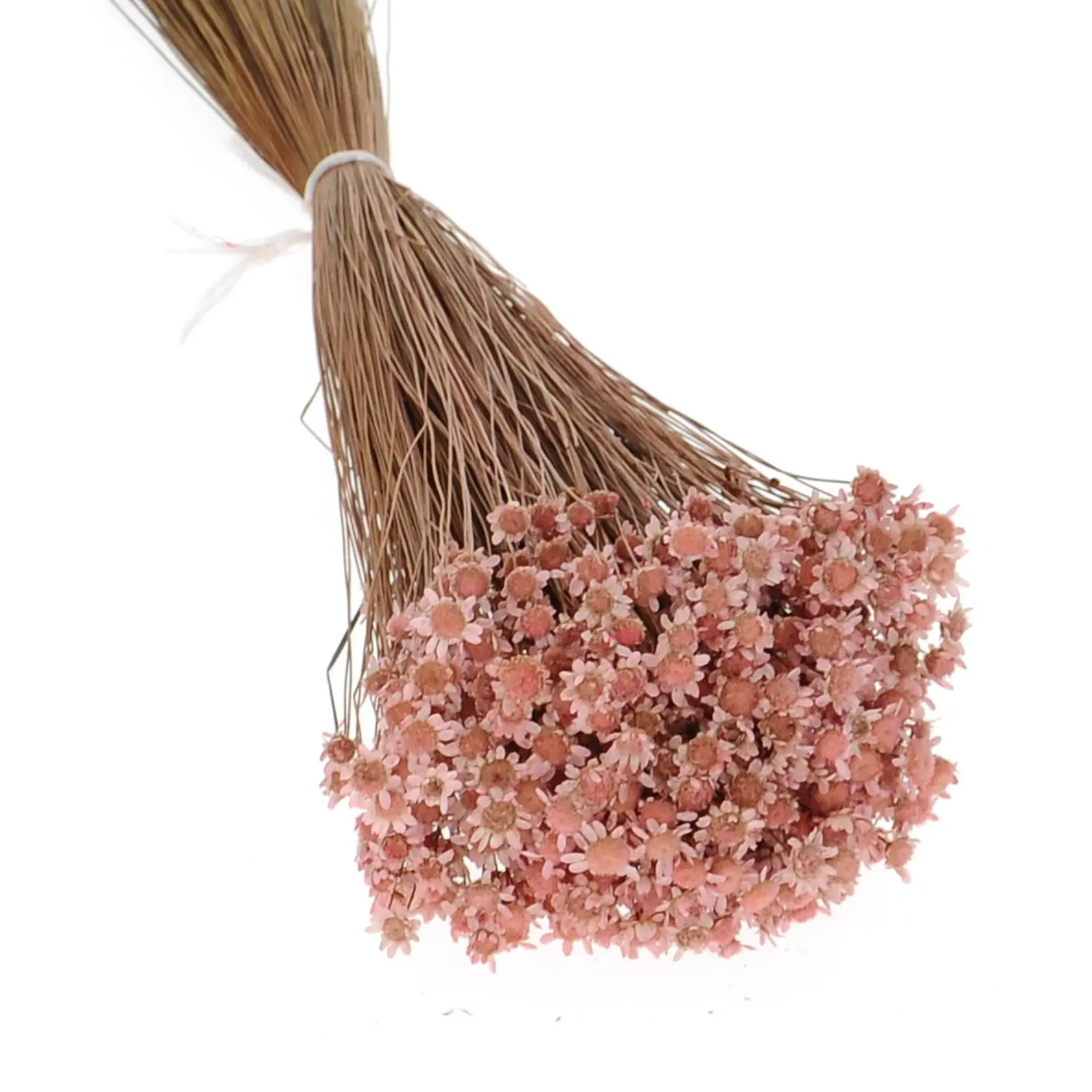 Getrocknete Glixia hellrosa OUTLET