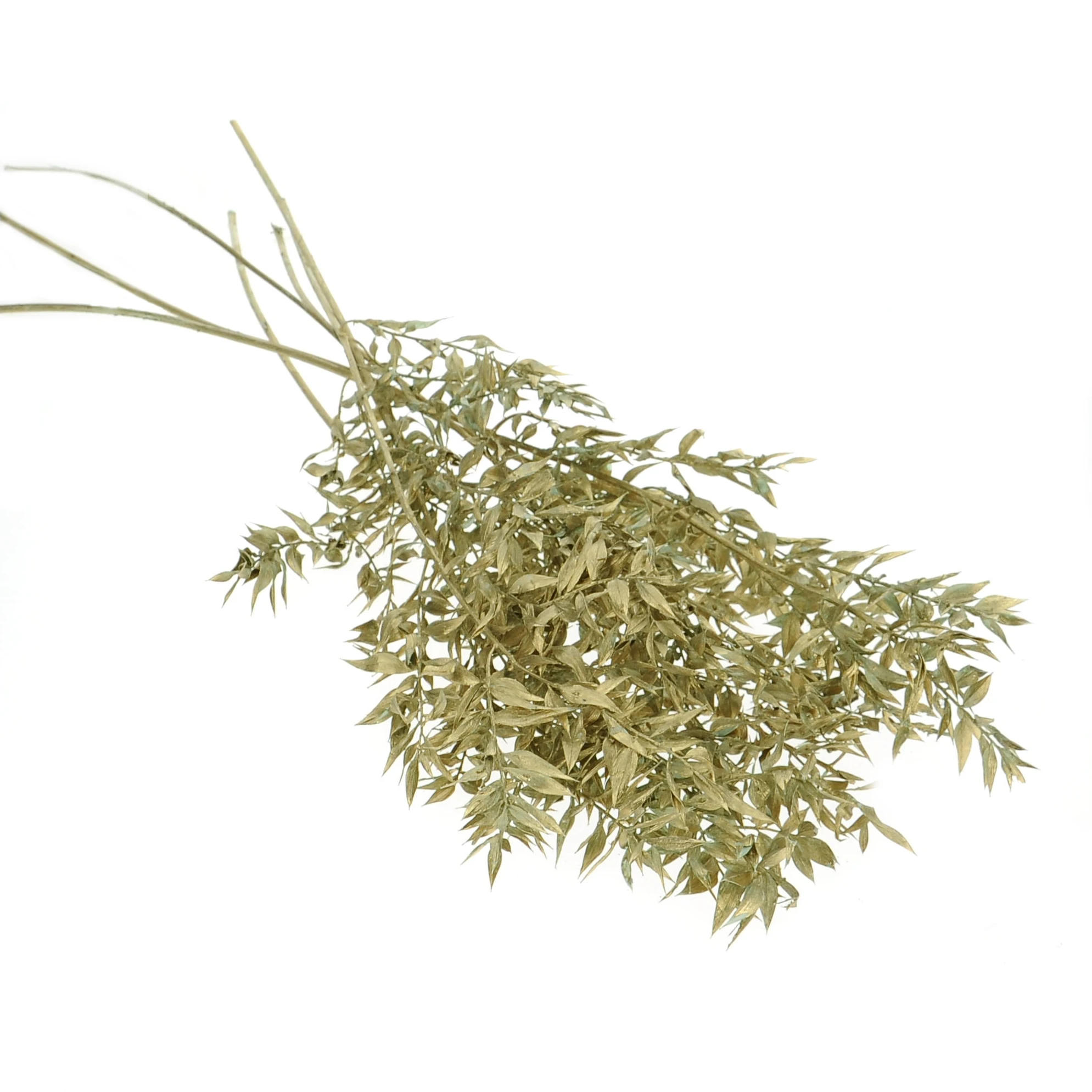 Ruscus (Mäusedorne) gold OUTLET