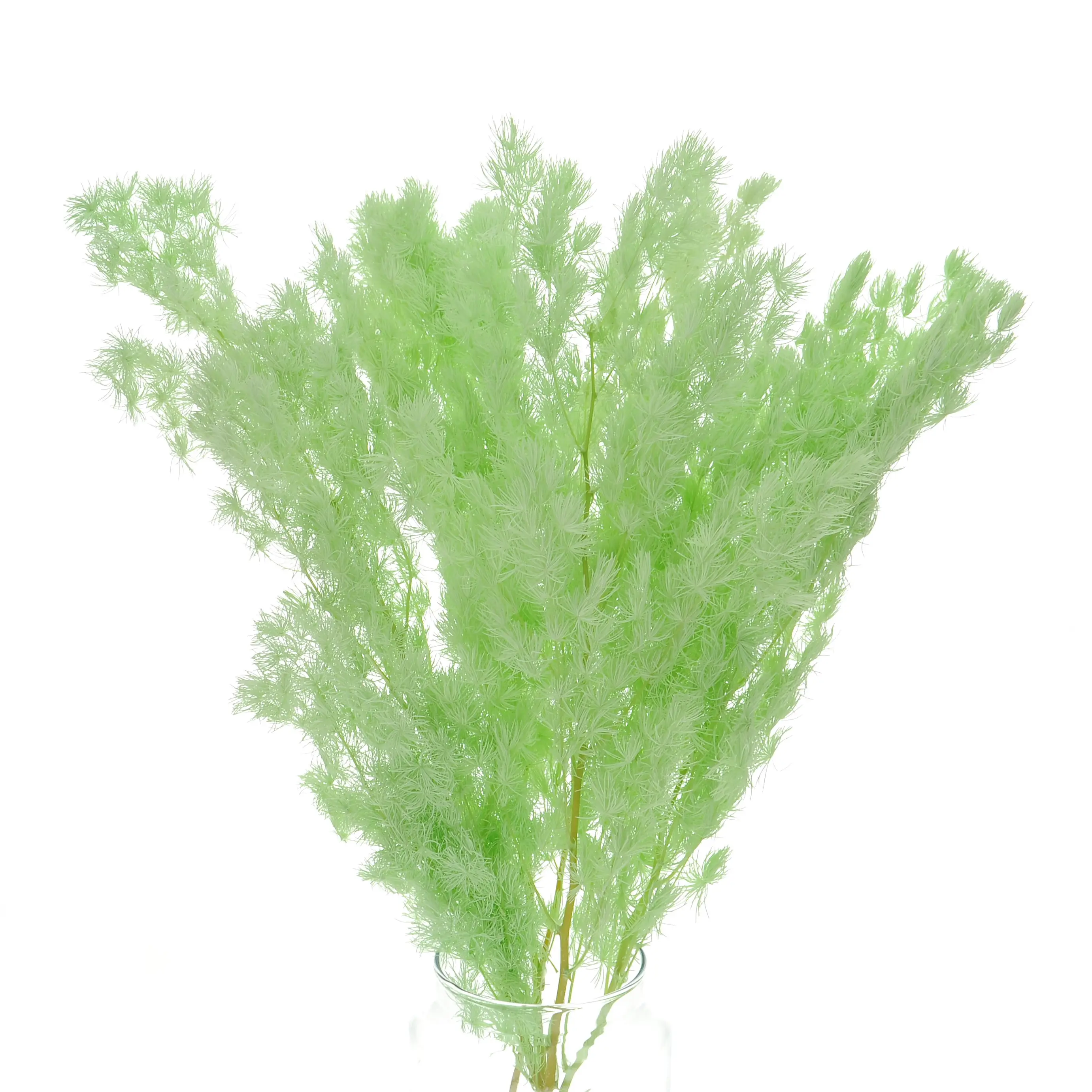 Stabilisierter grüner Spargel - Strauß