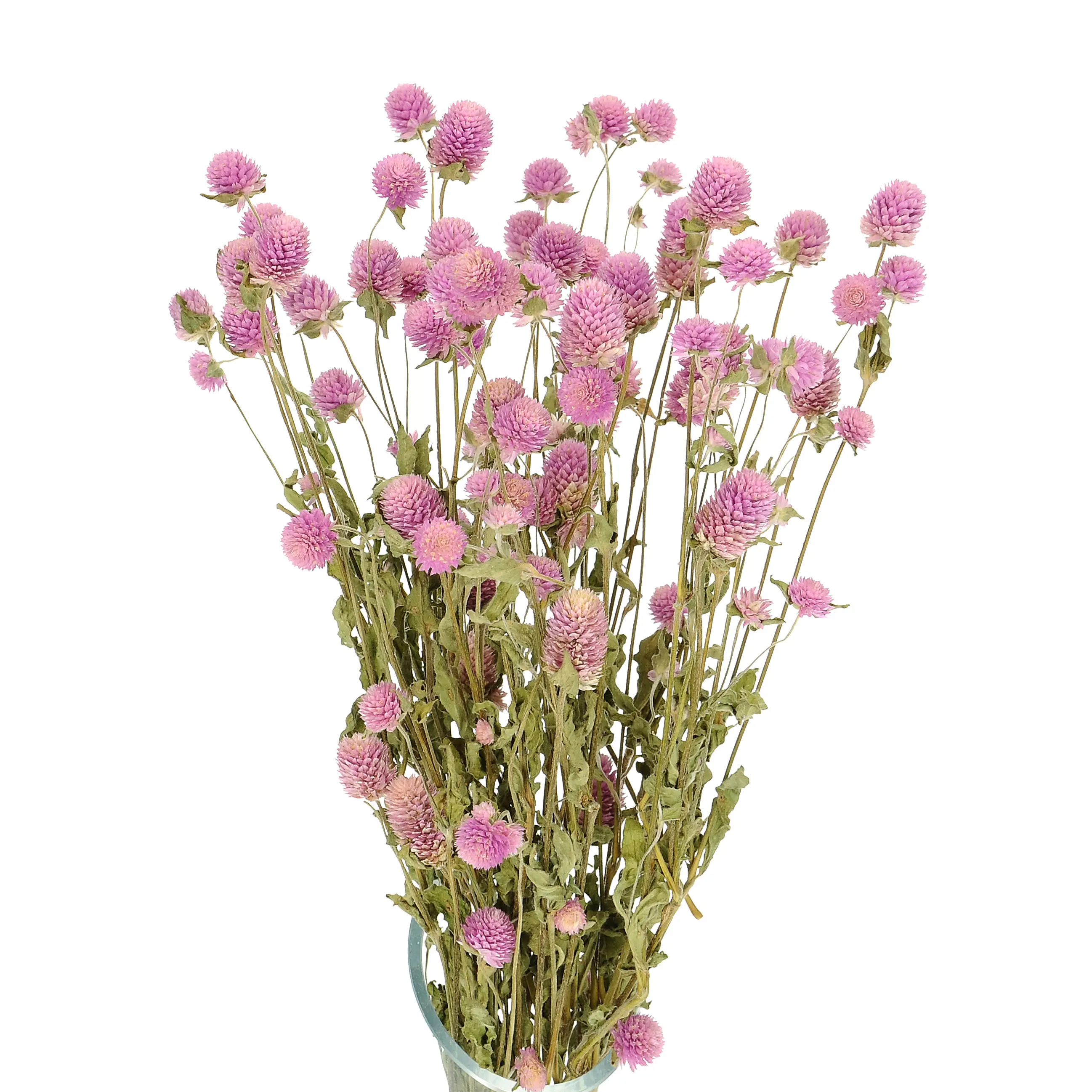 Gomphrena (Kugelamaranth), rosa - Strauß - Trockenblumen
