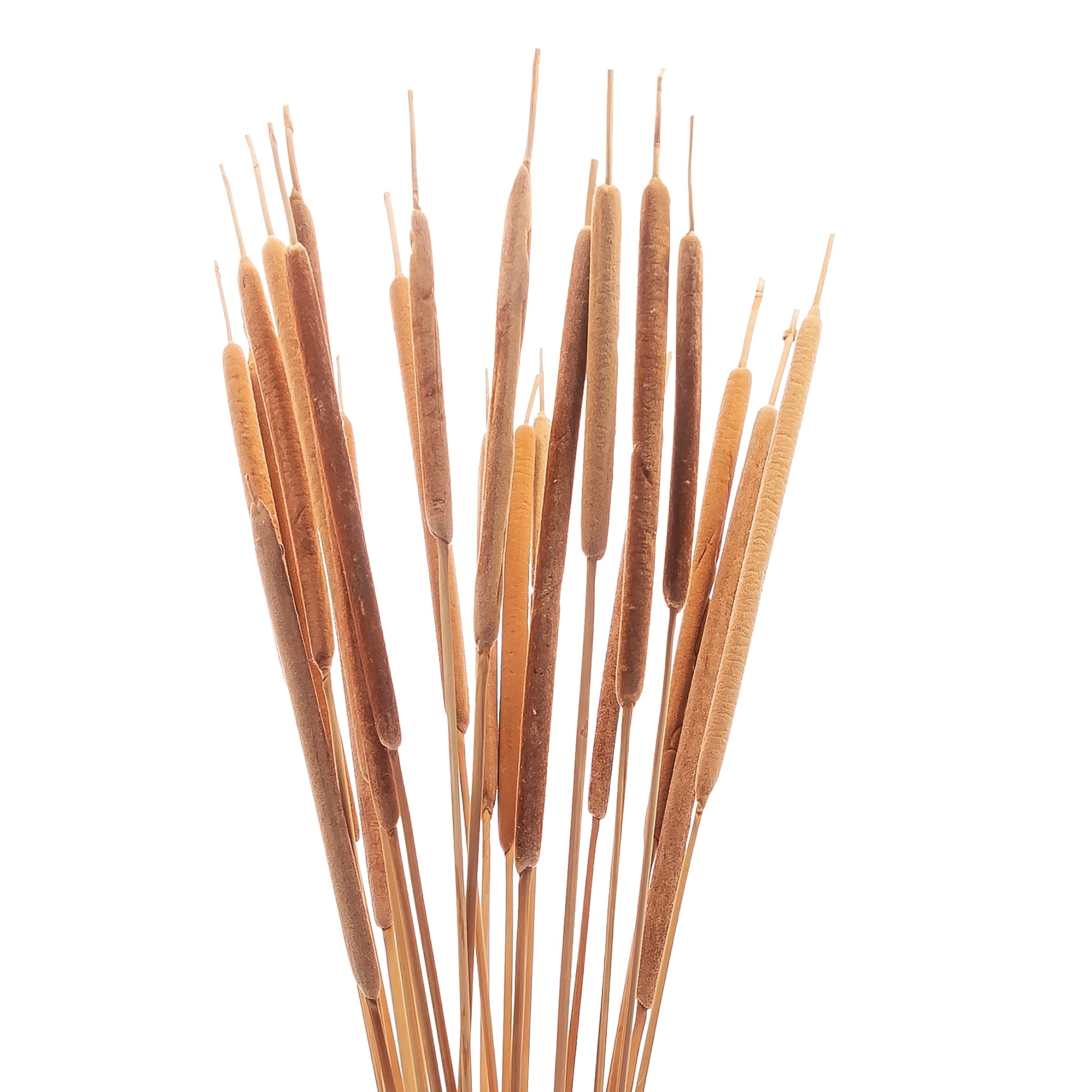 Rohrkolben (Typha), klein - Strauß, 20 Stk. - Trockengräser