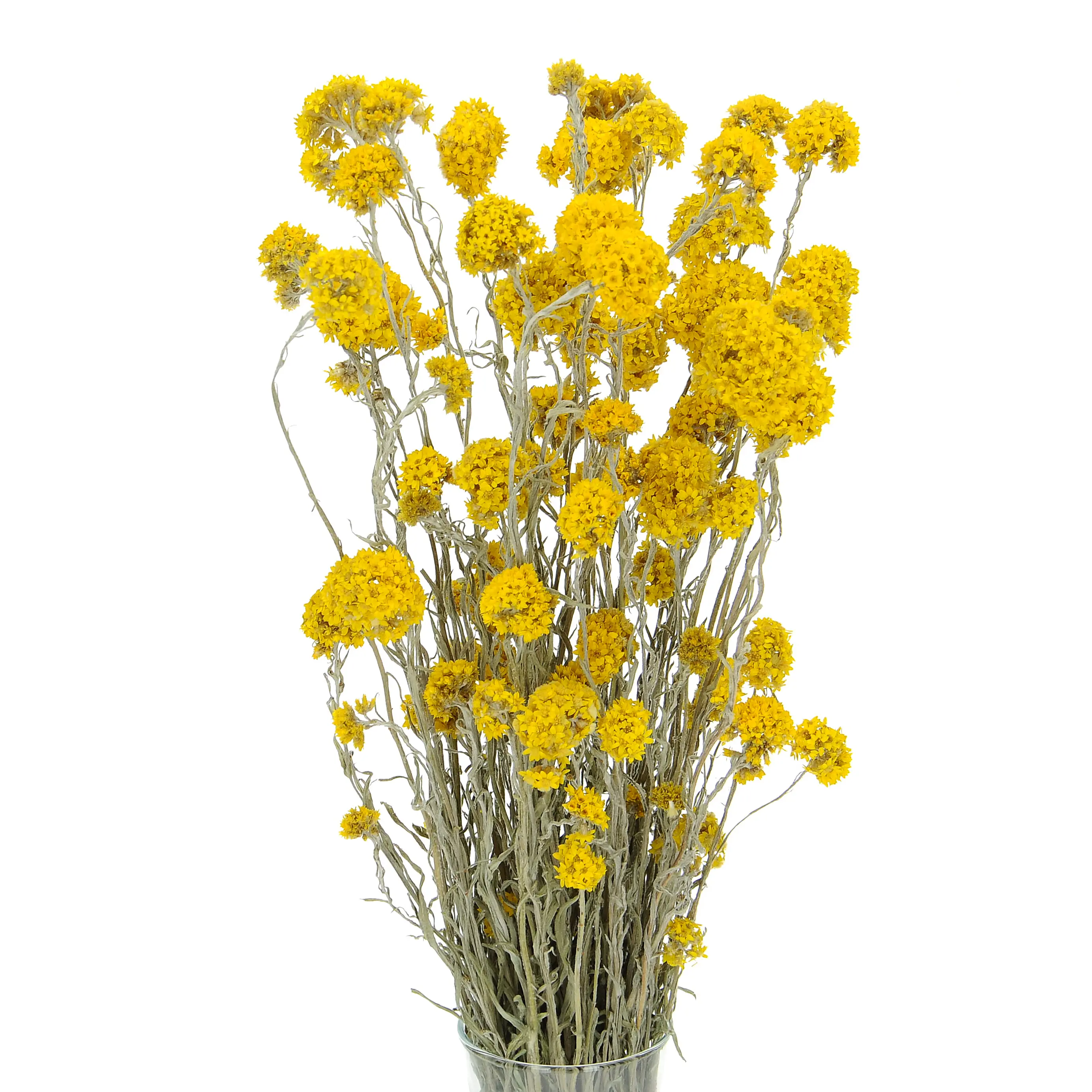 Sanfordii, gelb - Strauß - Trockenblumen