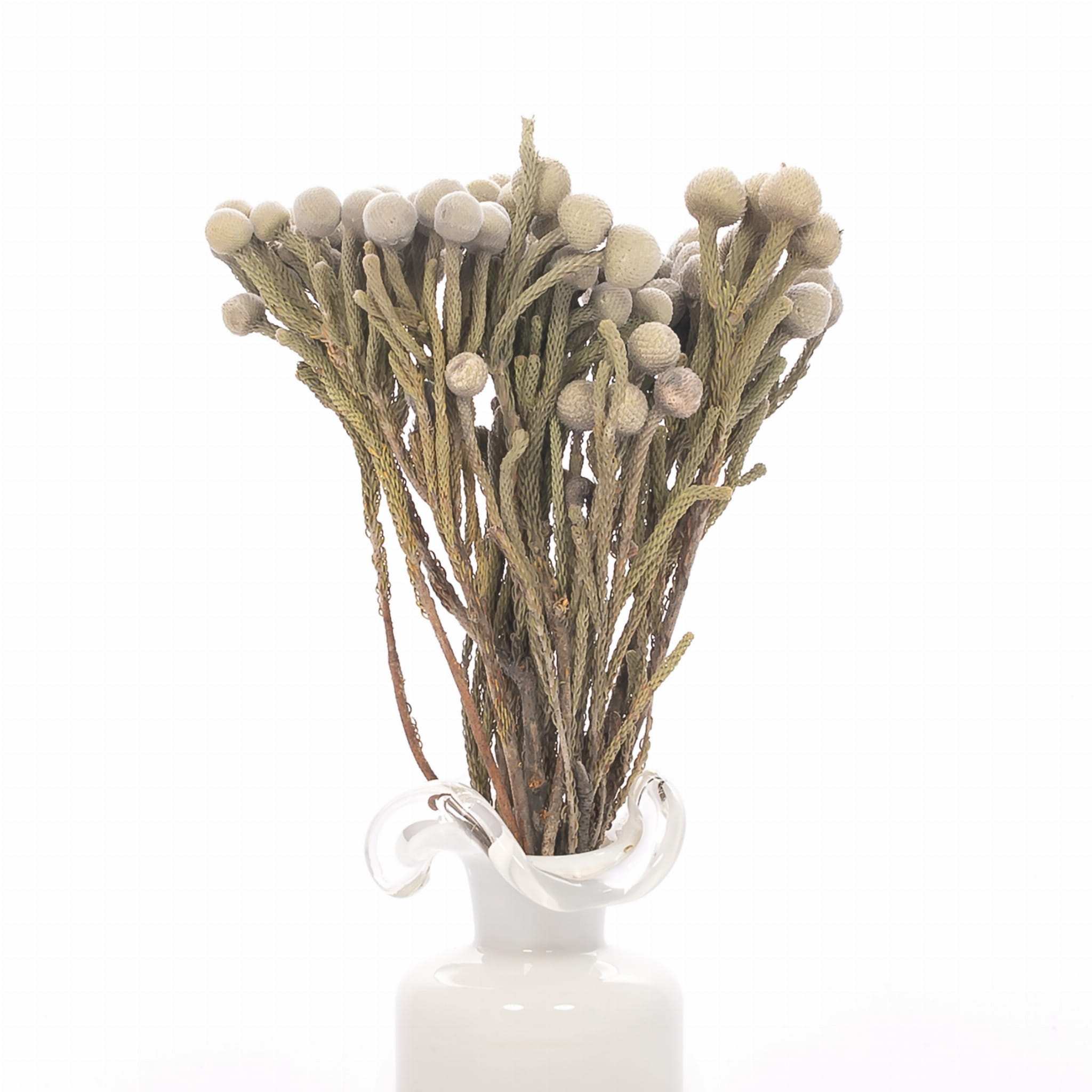 Getrocknete Brunia - Strauß 5 Stück - getrockneten Blumen