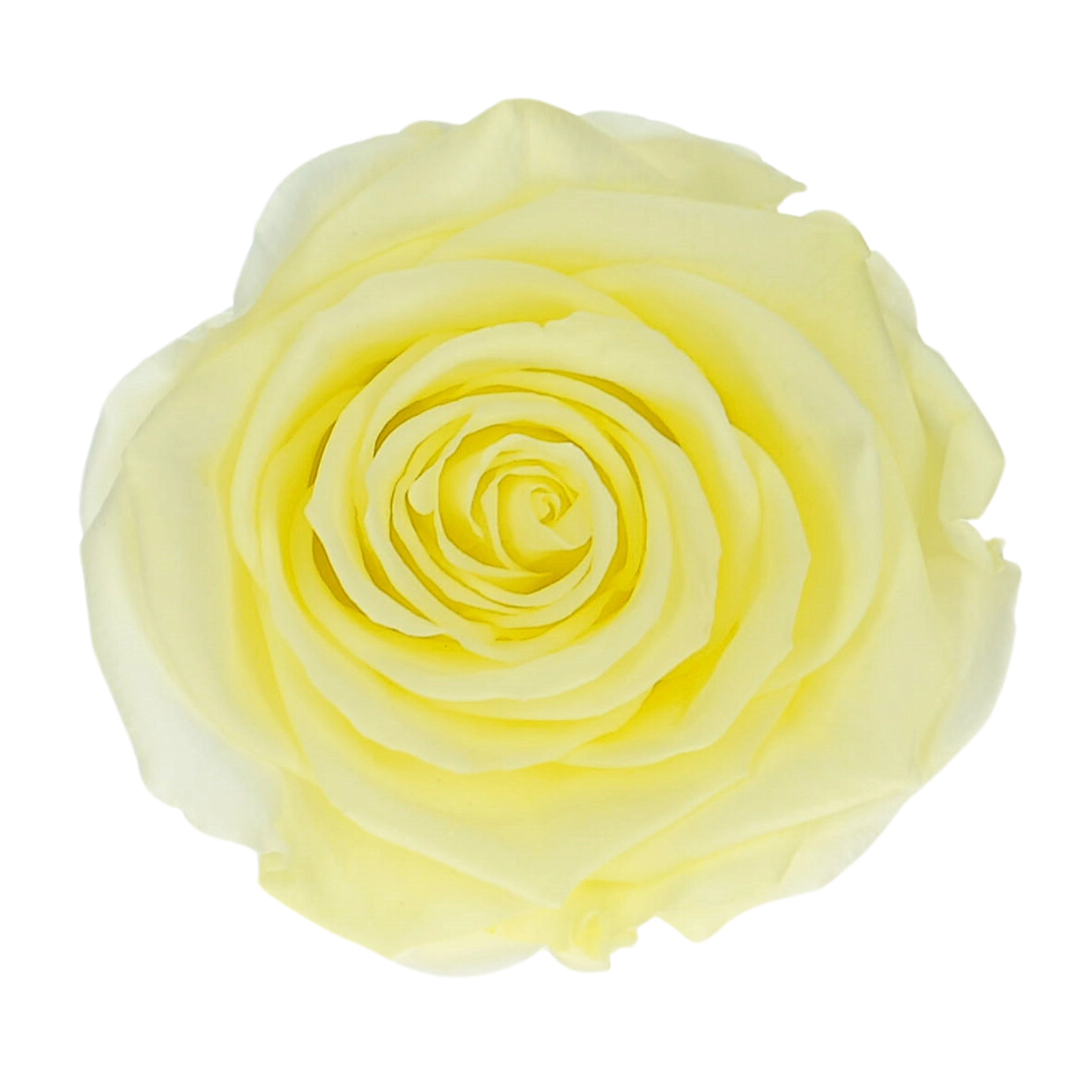 Everlasting rose (preserved) yellow - large