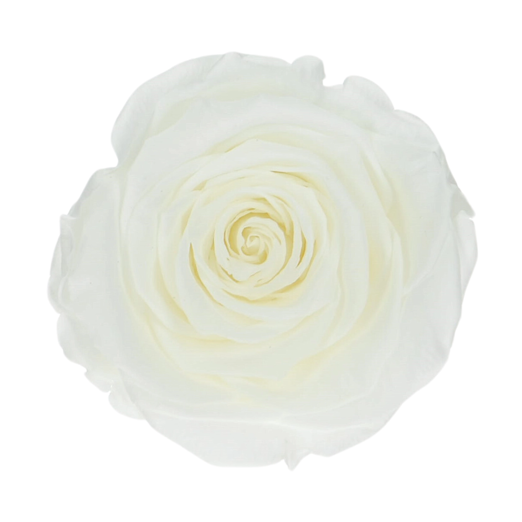 Everlasting rose (preserved) white - large