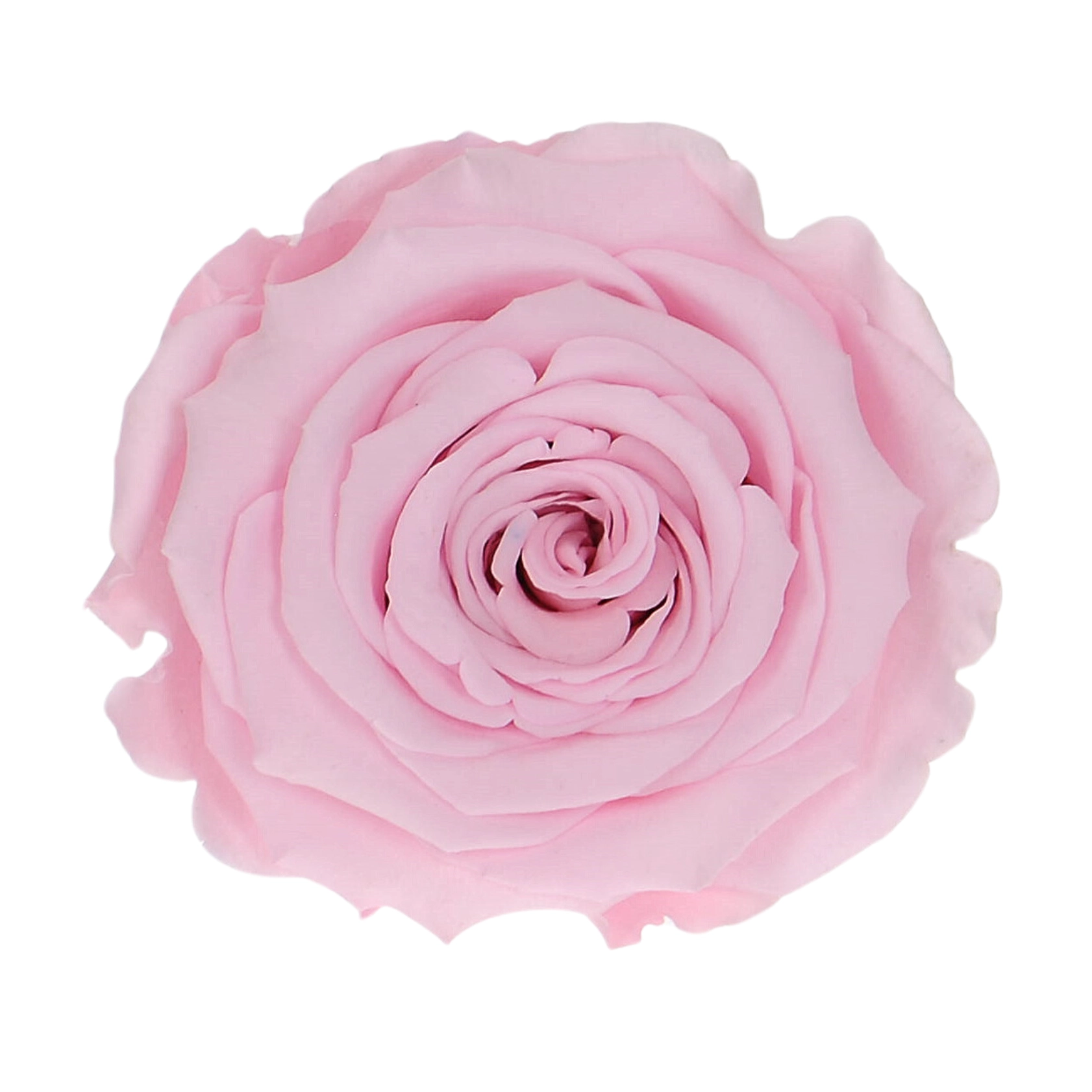 Everlasting rose (preserved) pink - large