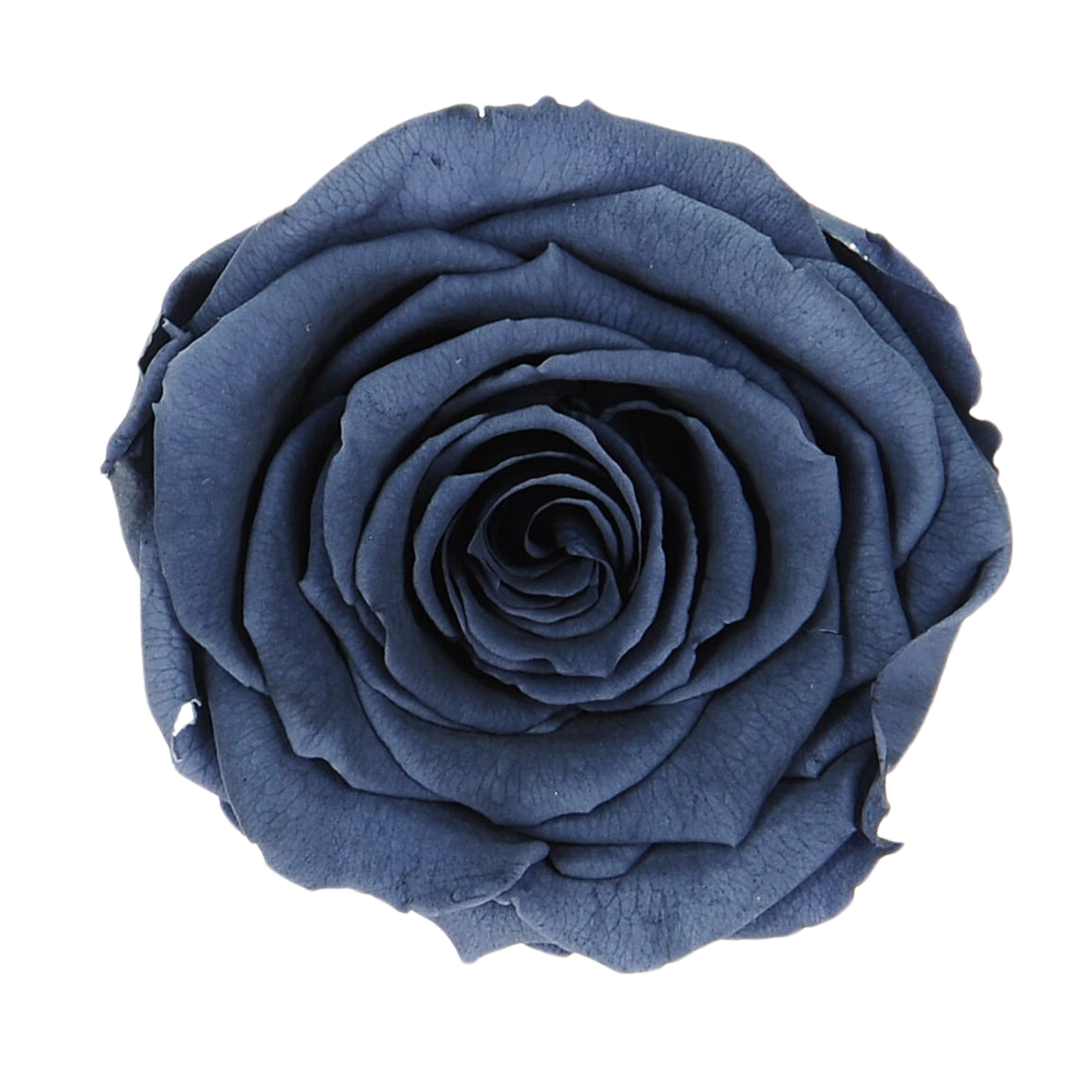 Everlasting rose (preserved) navy blue - large