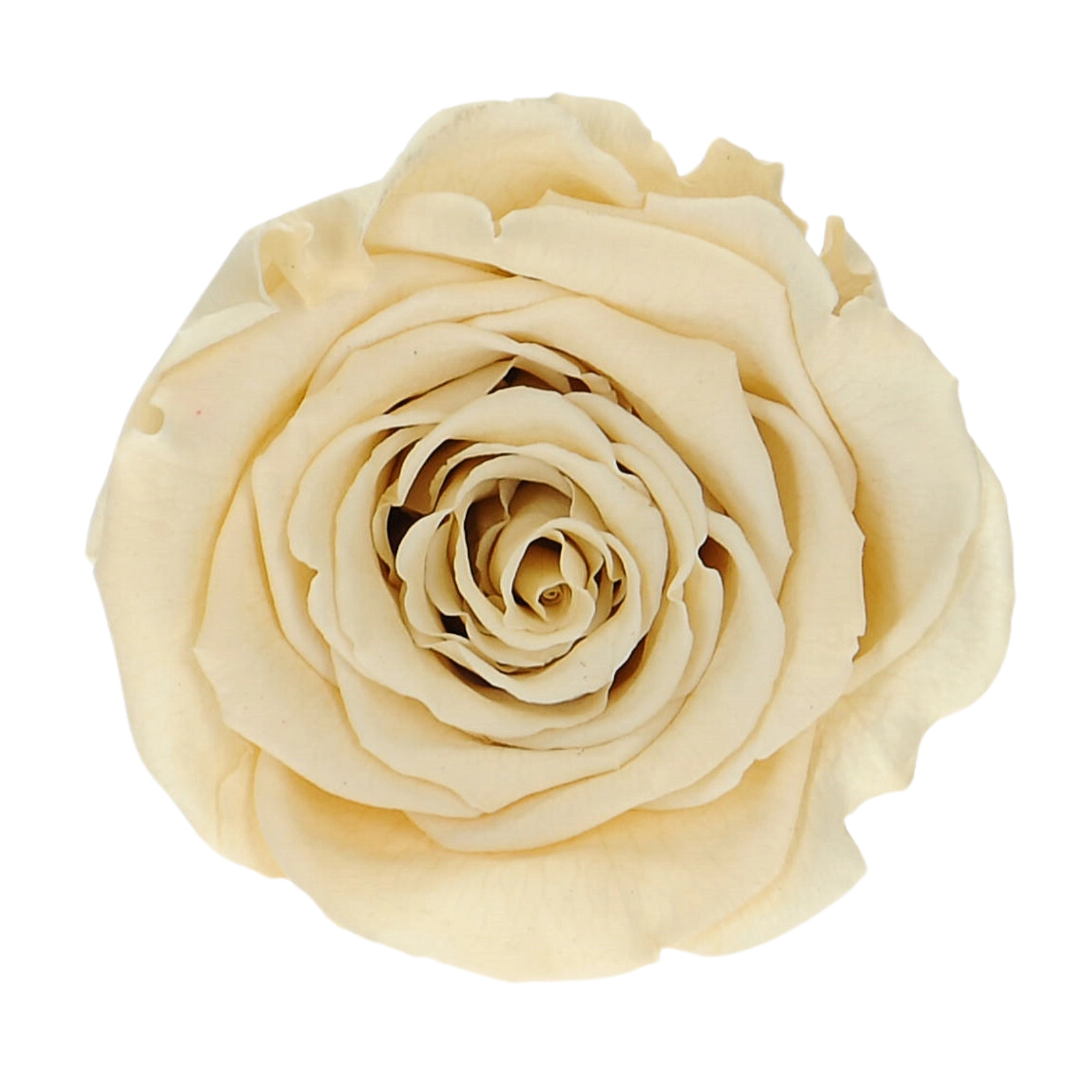 Everlasting rose (preserved) cream - large
