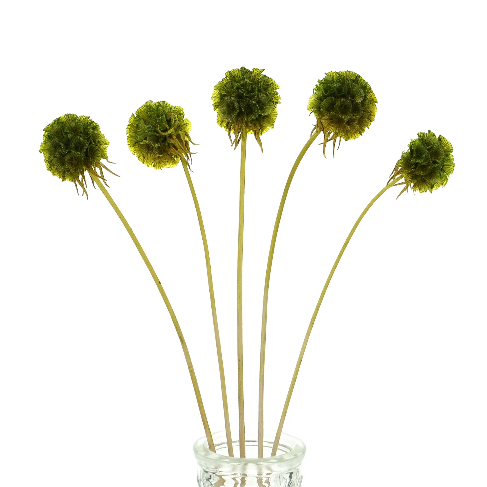 Suszona driakiew (Scabiosa stellata) zielona - bukiet 5 szt.