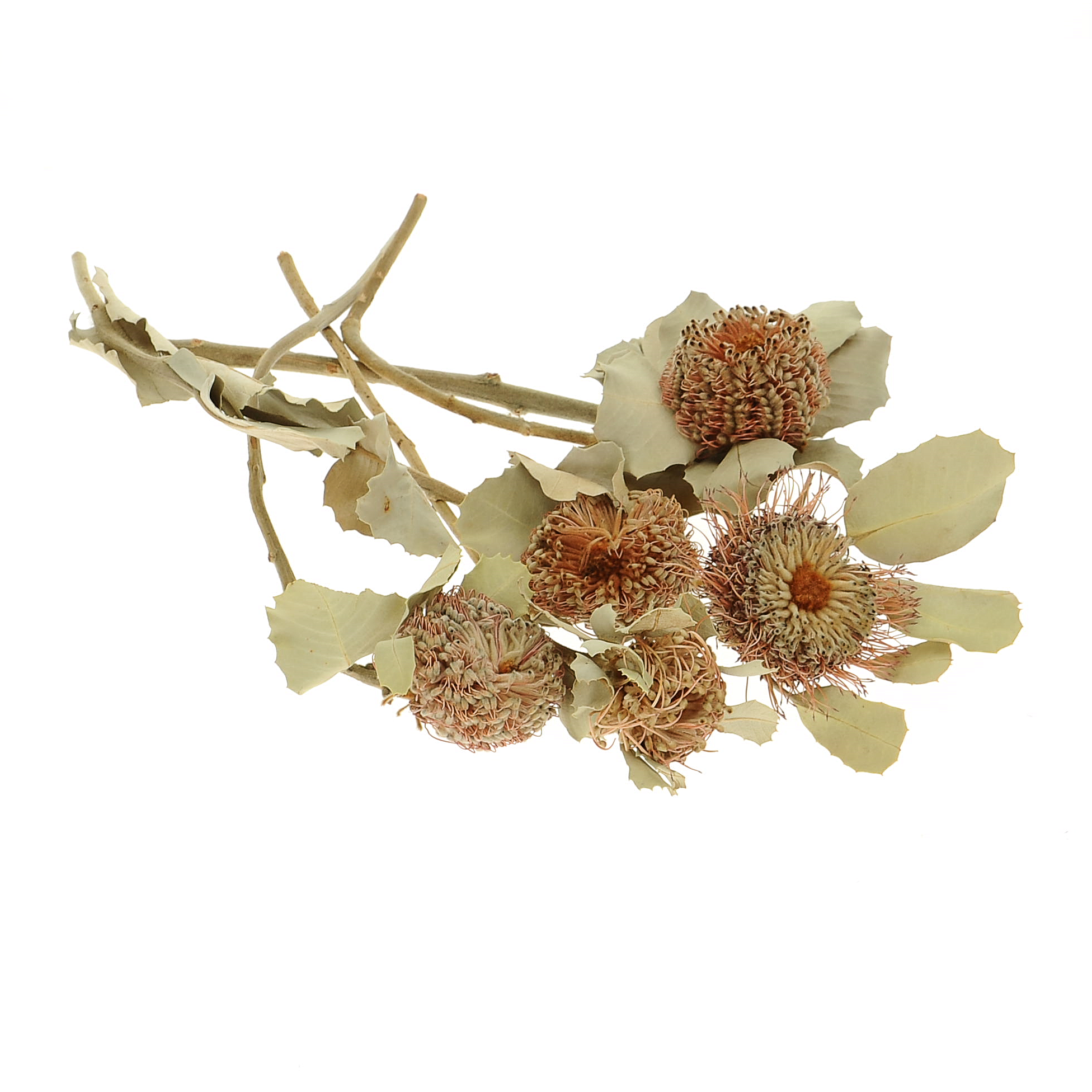 Suszona banksja coccinea OUTLET