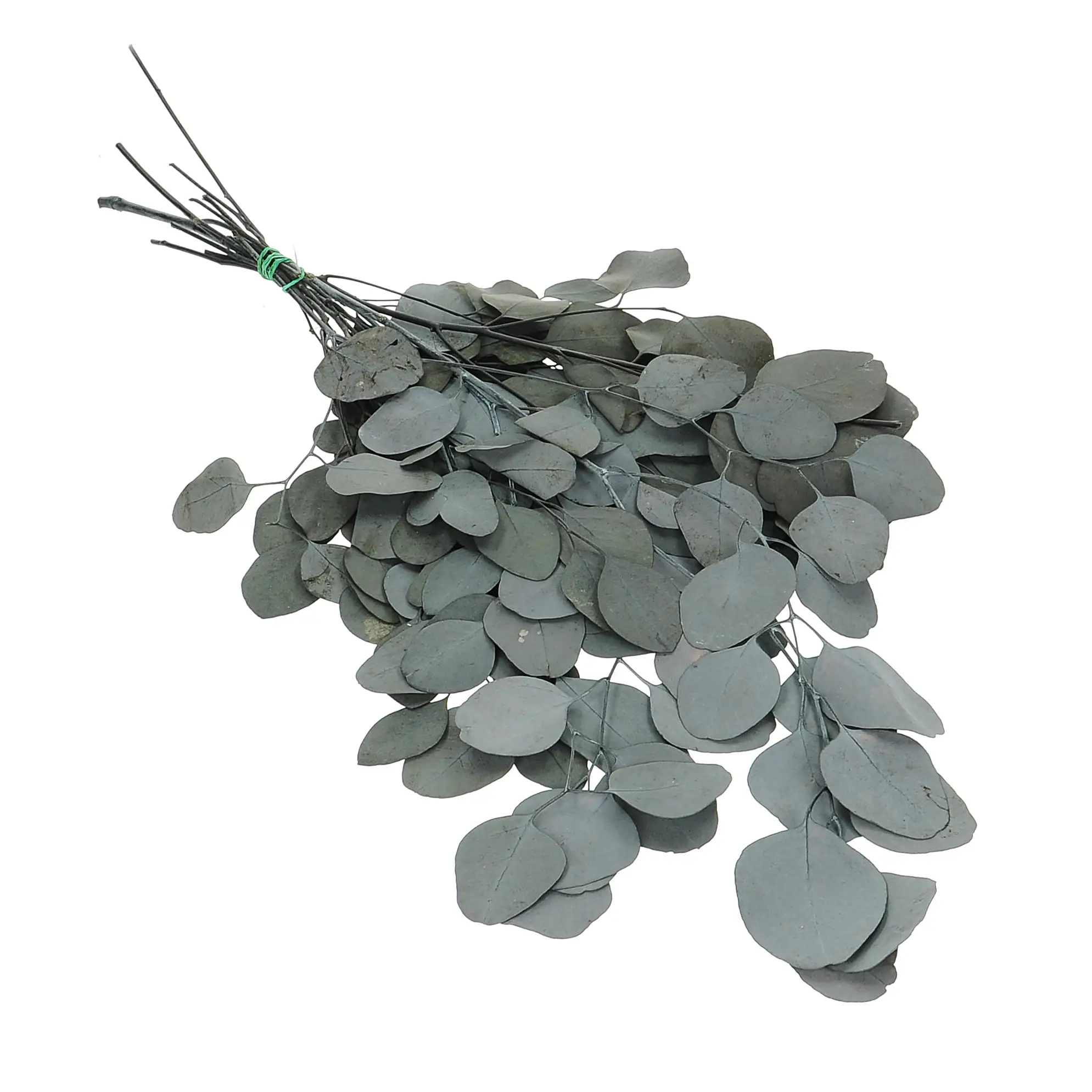 Stabilizowany eukaliptus populus zielony OUTLET