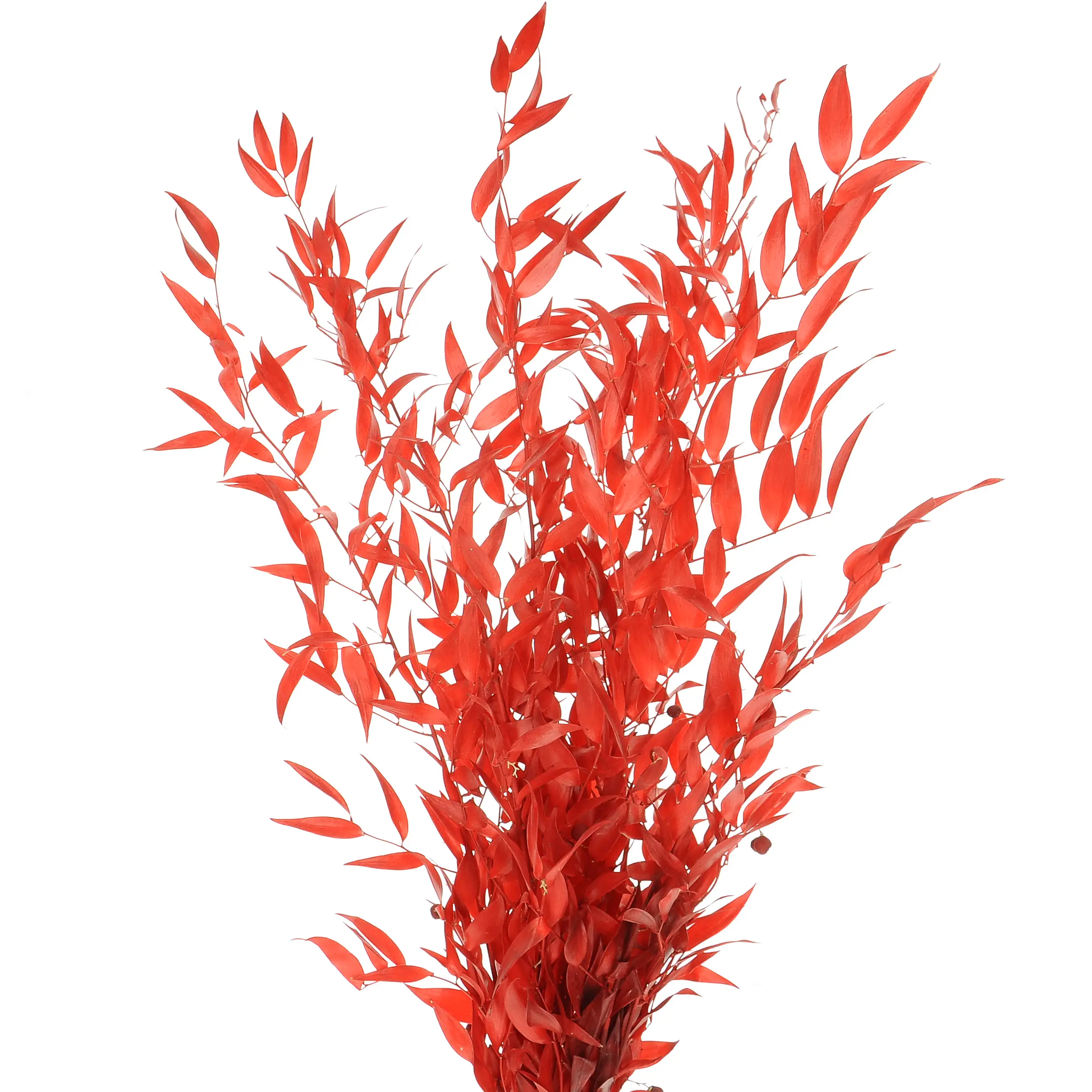 Stabilizowany ruskus czerwony - bukiet