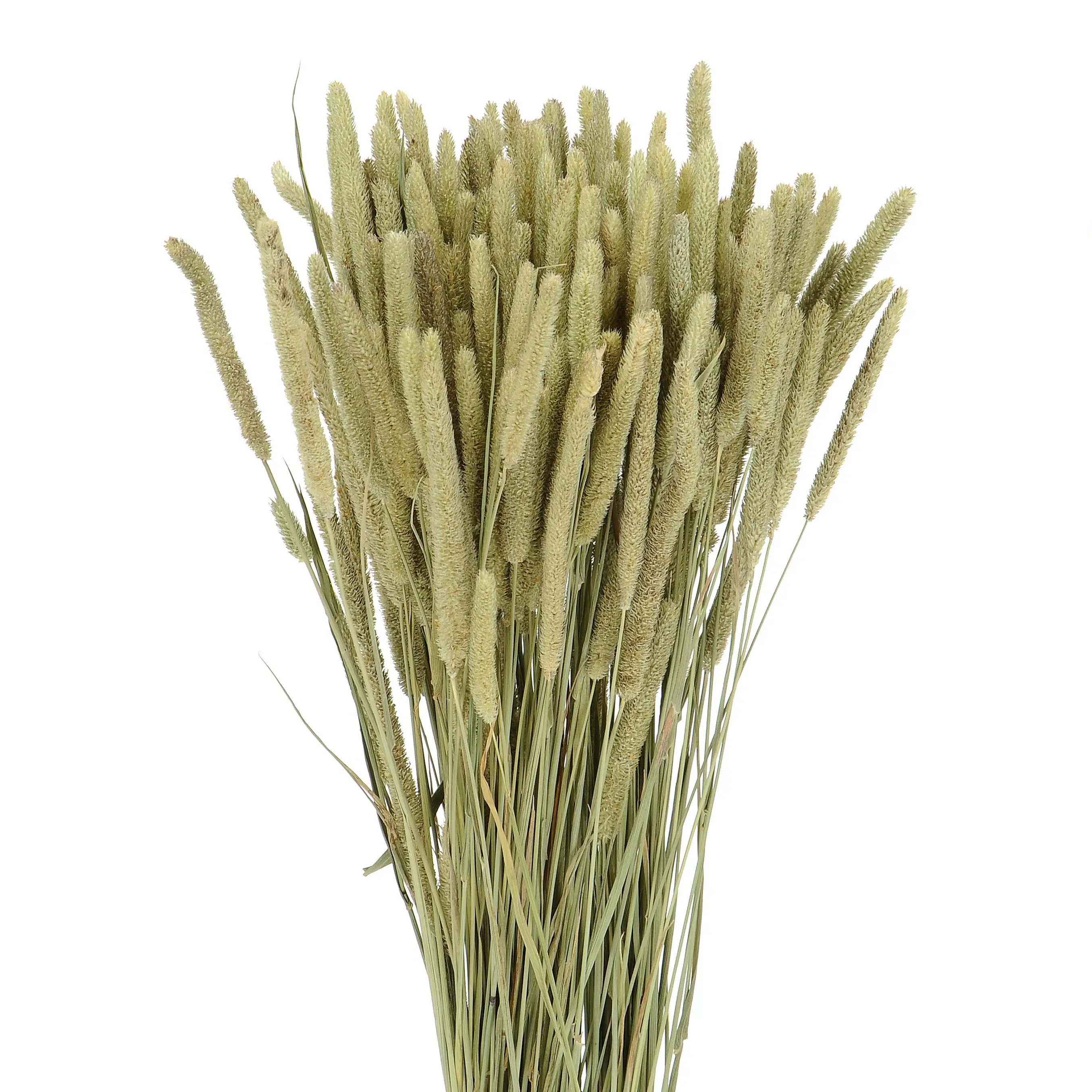 Suszona tymotka (Phleum) naturalna - bukiet