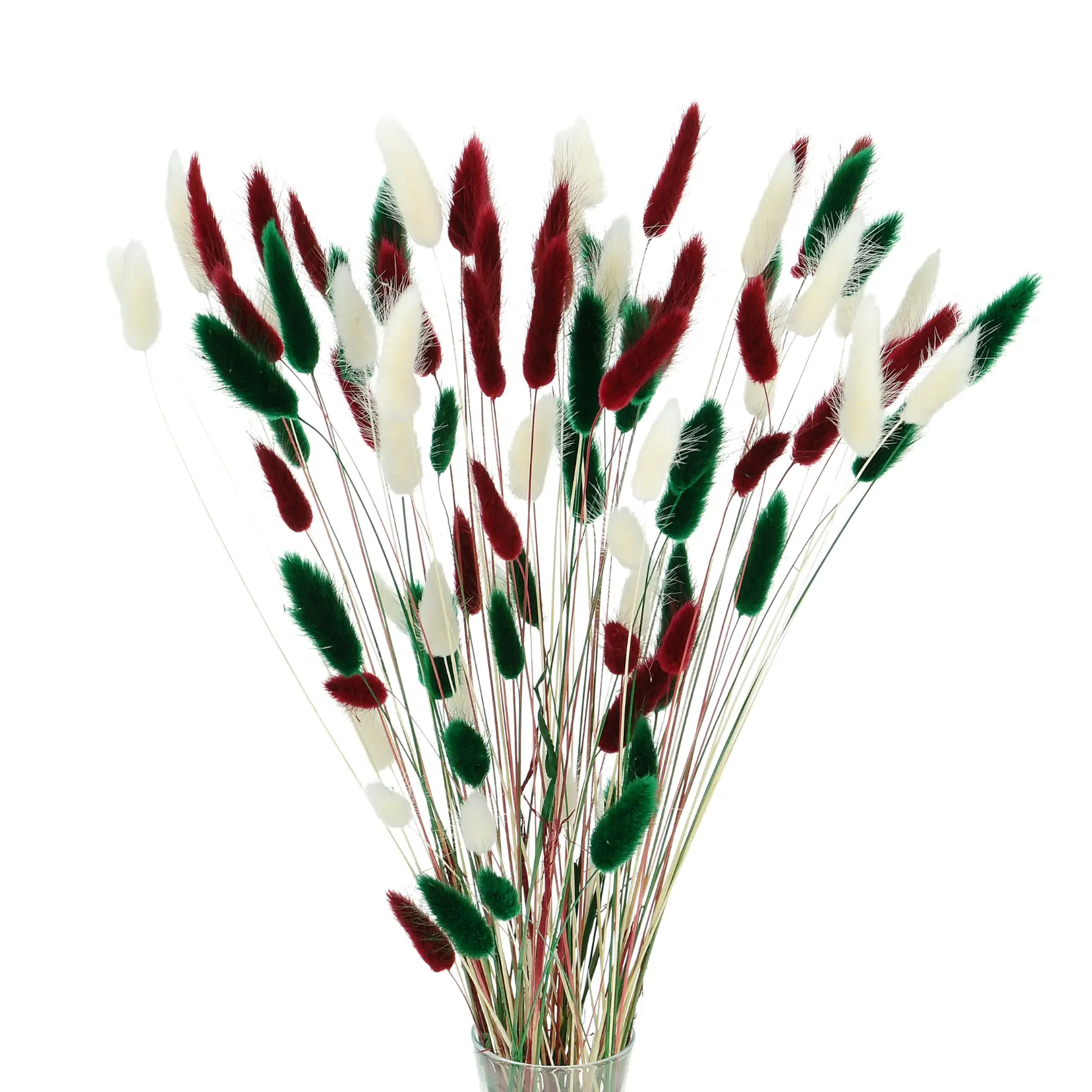 Suszony dmuszek jajowaty (lagurus) - zestaw zielony, bordowy, biały