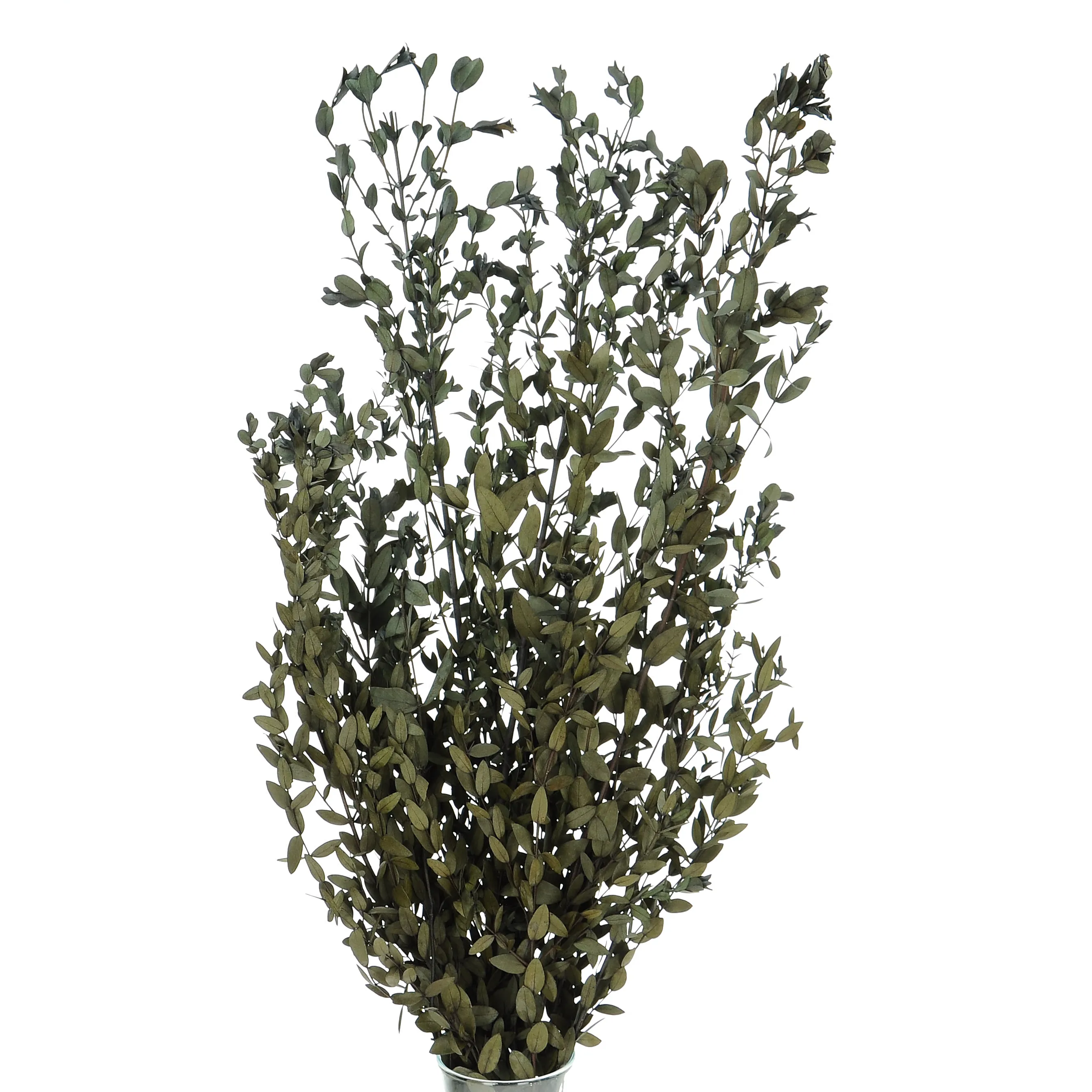 Stabilizowany eukaliptus parvifoglia - bukiet