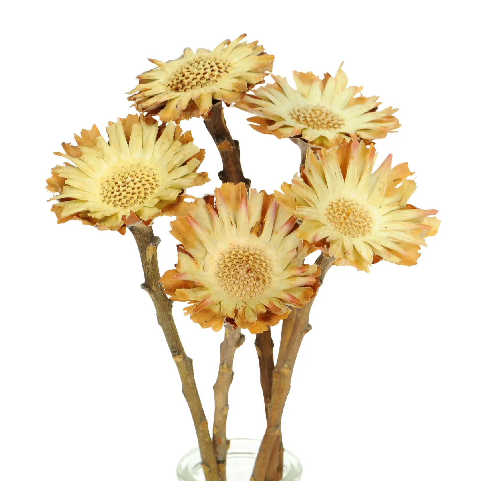 Suszona protea compacta rosette - gałązka - suszone kwiaty