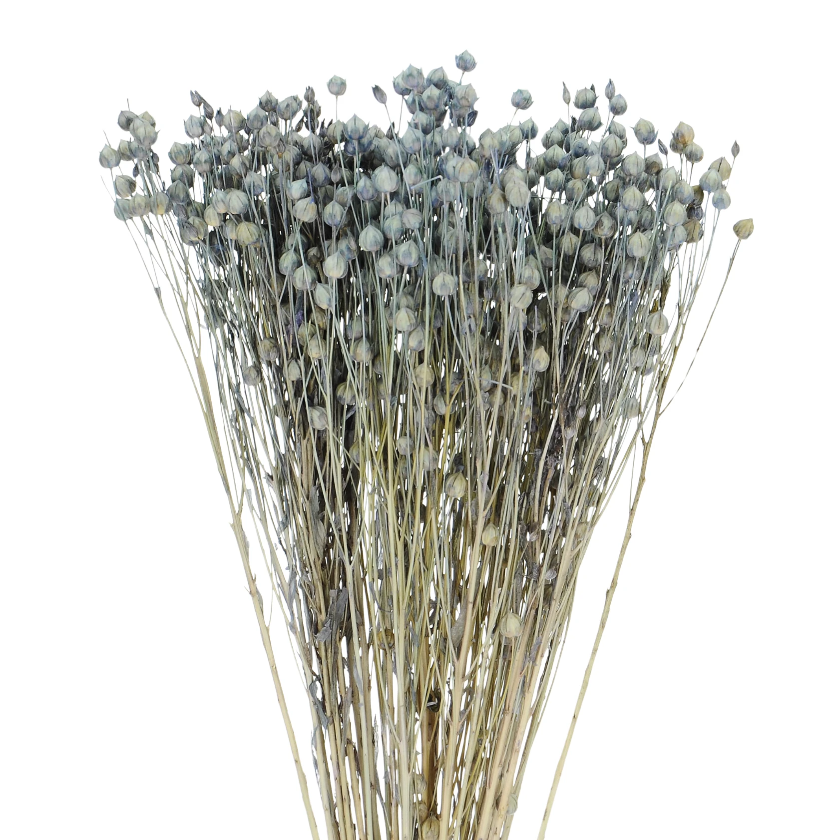 Suszony len jasny niebieski - bukiet - suszone kwiaty