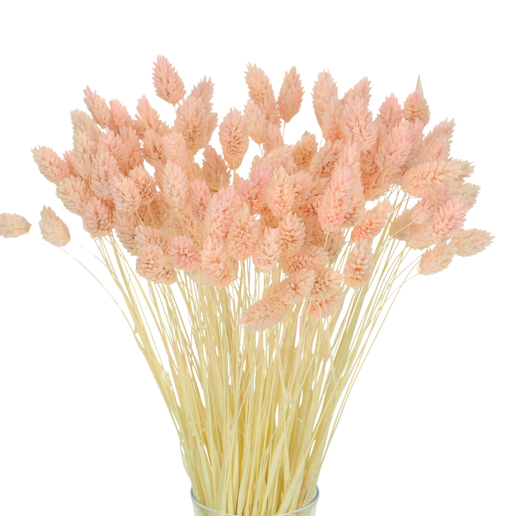 Suszony phalaris łososiowy - mozga kanaryjska, kanar ~80 szt.