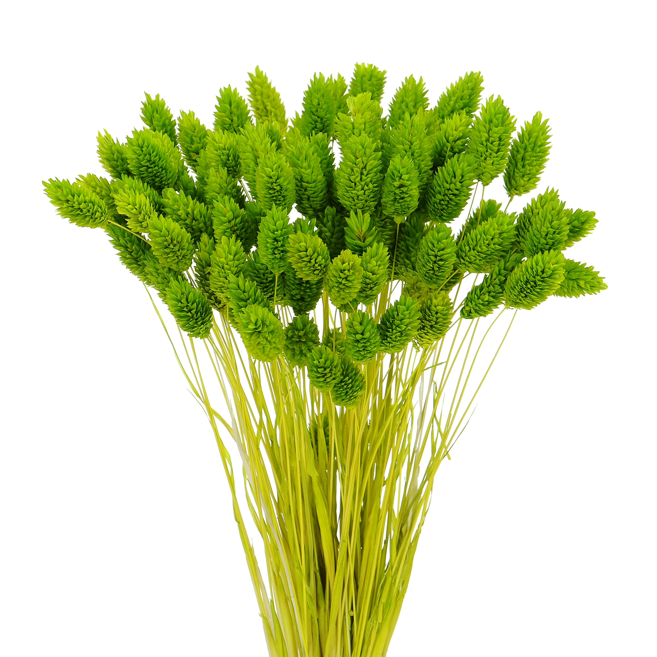 Suszony phalaris jasnozielony - mozga kanaryjska, kanar ~80 szt.