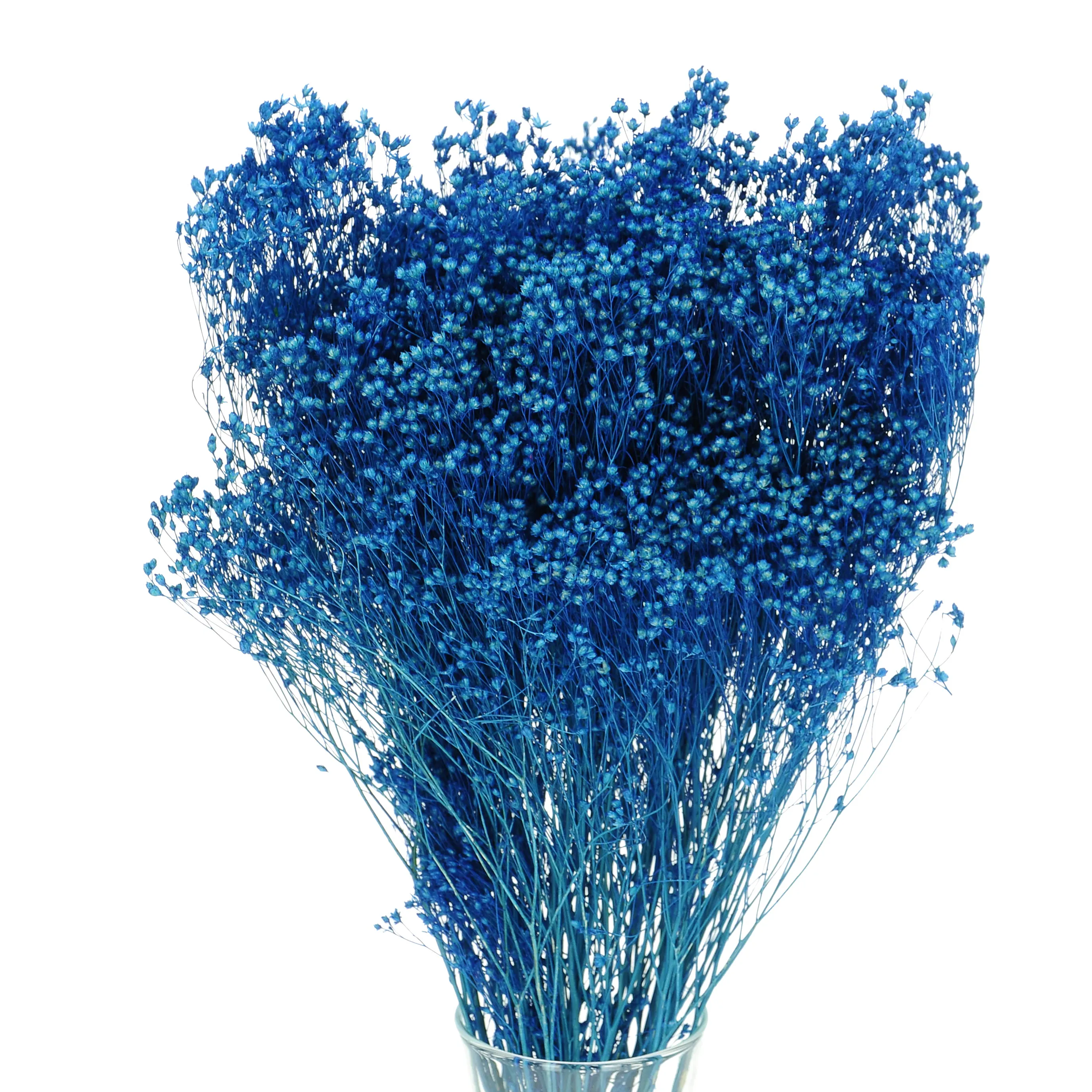 Suszone kwiaty - żarnowiec, broom bloom niebieski - bukiet