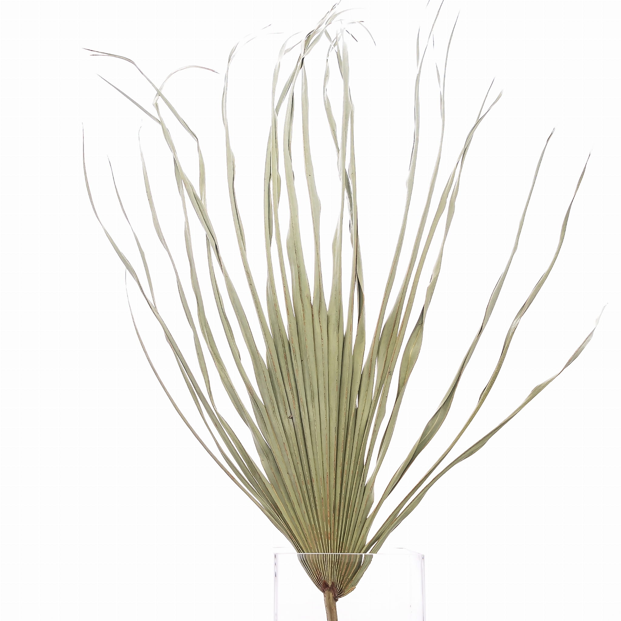 Getrocknetes Palmblatt natur 50-70 cm