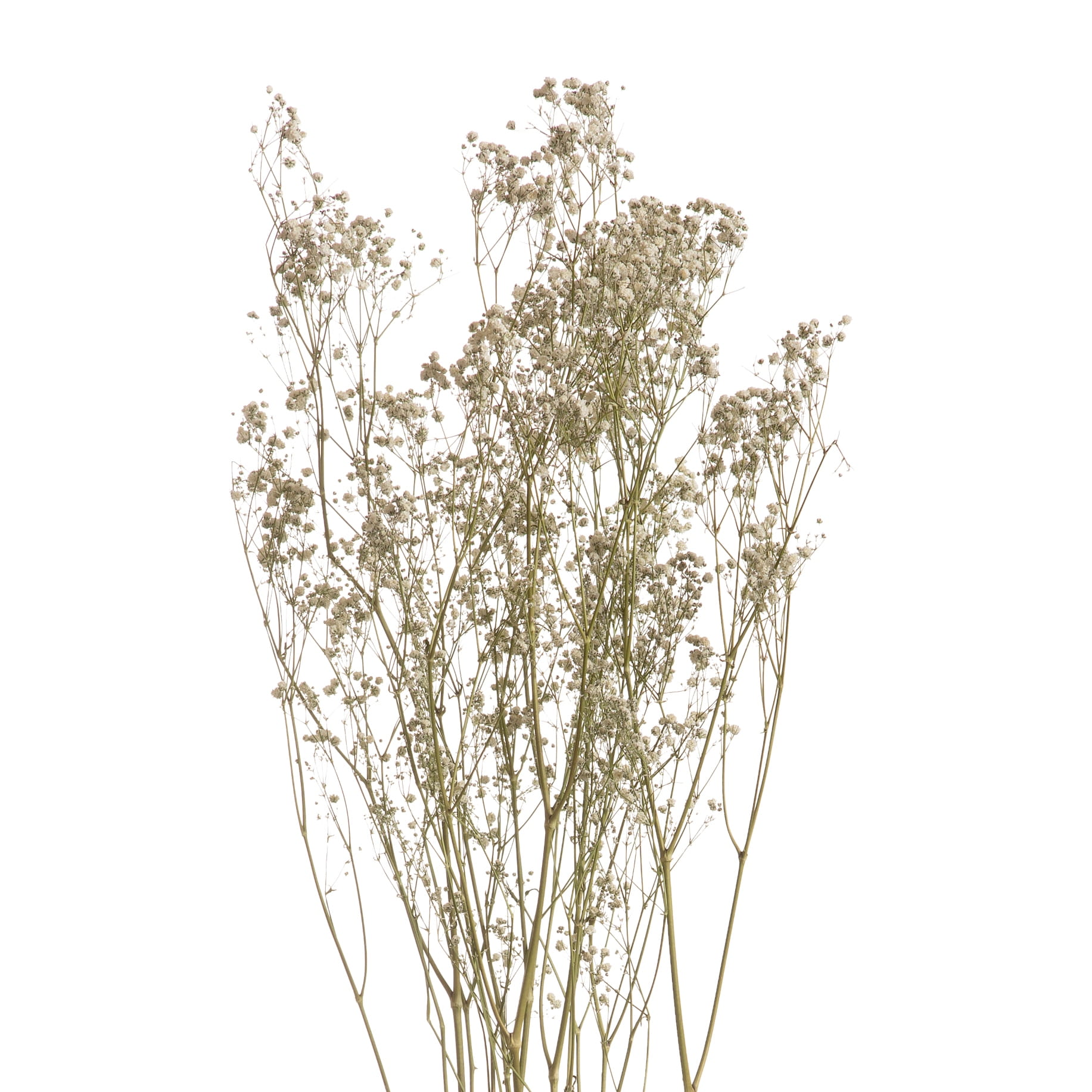 Schleierkraut, weiß - Strauß 5 Stk. - Trockenblumen